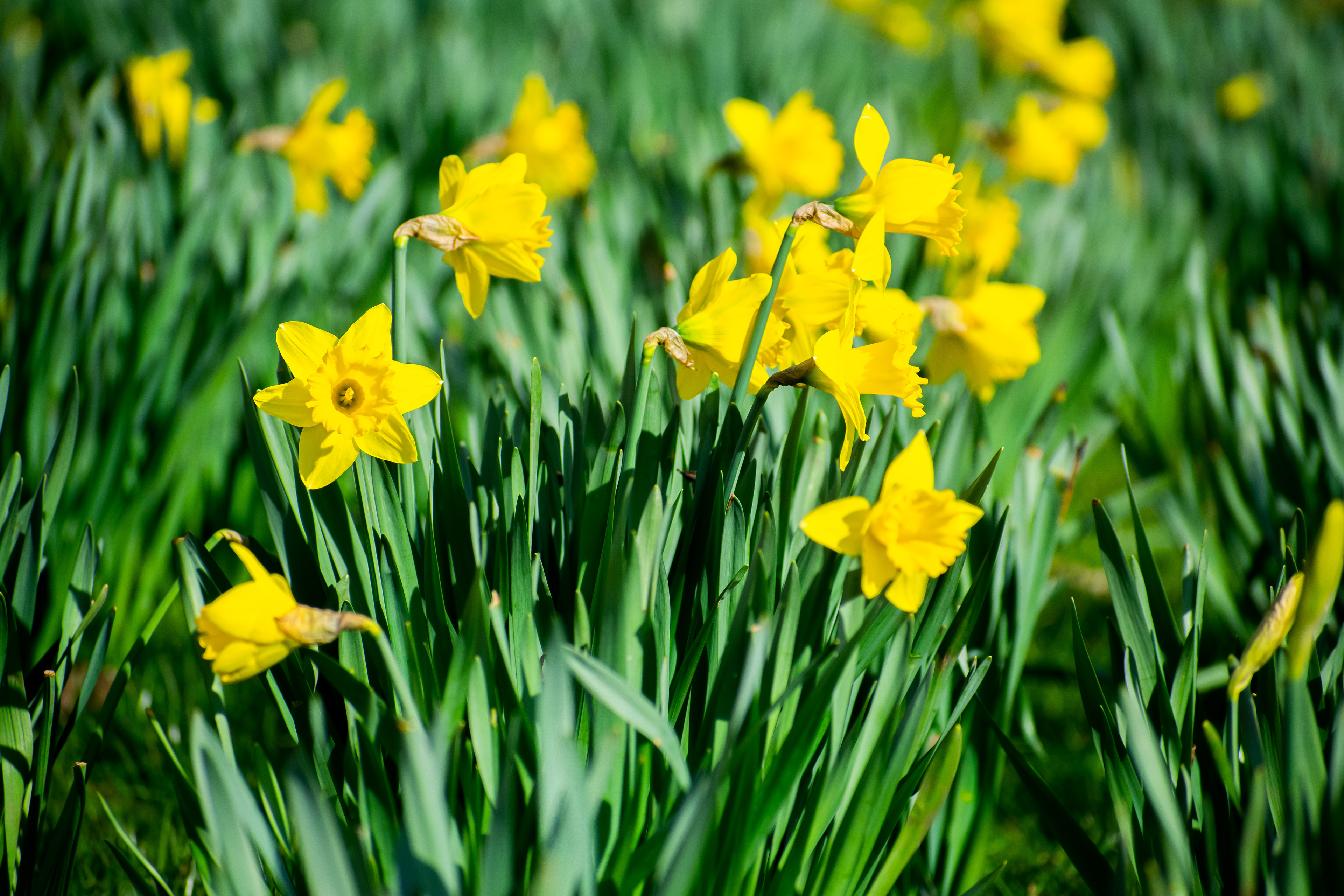 March: Discovering Cupar
