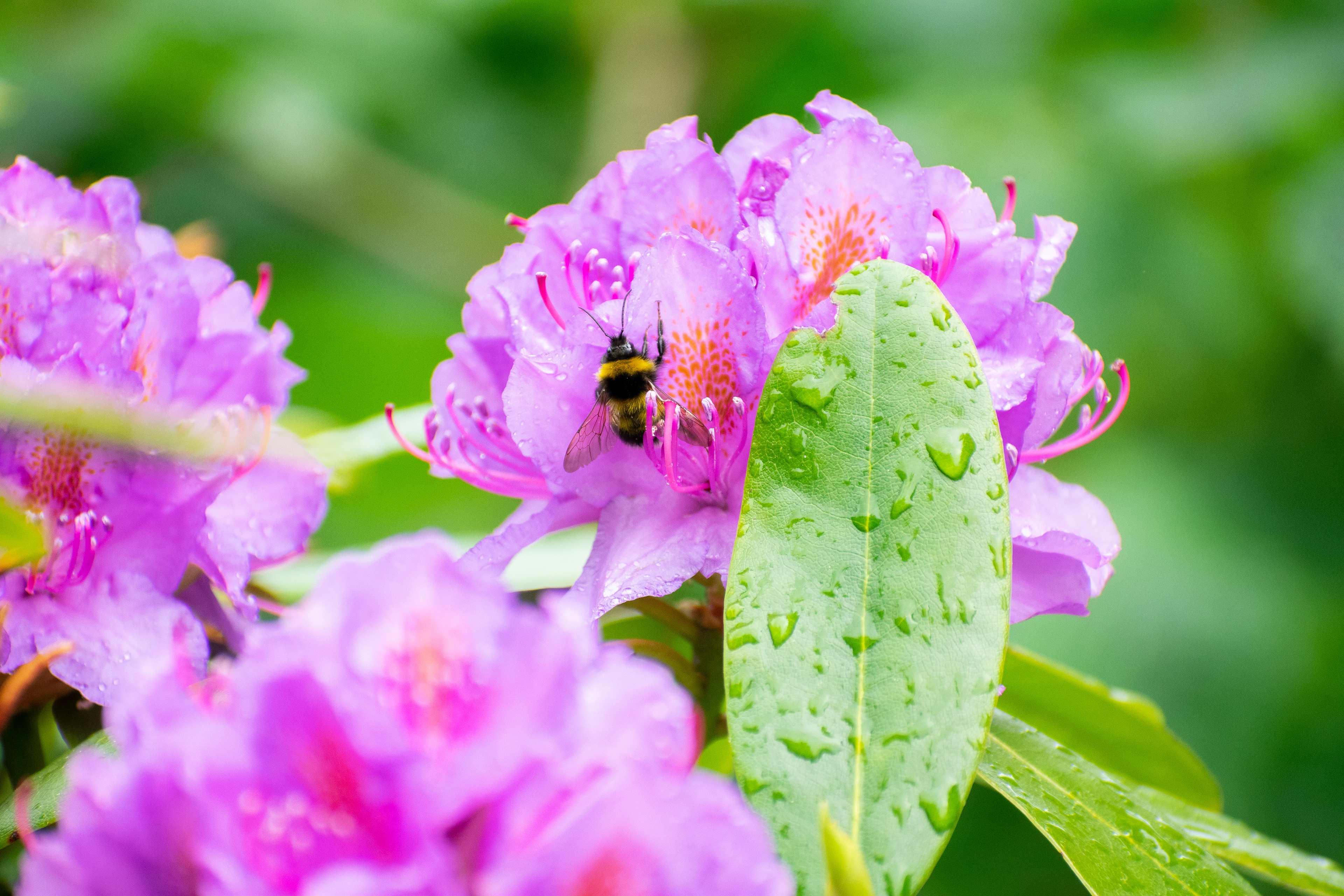 Photography Theory: Small Depth of Field