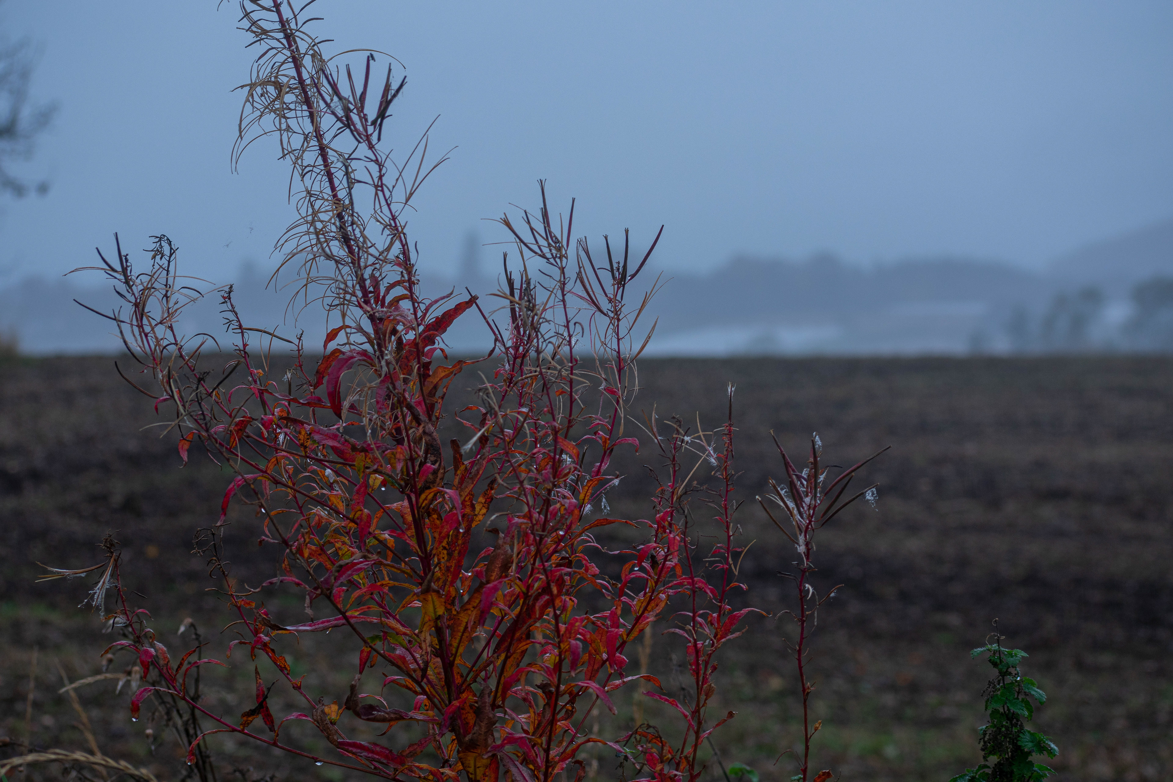 October: Cupar in the mist