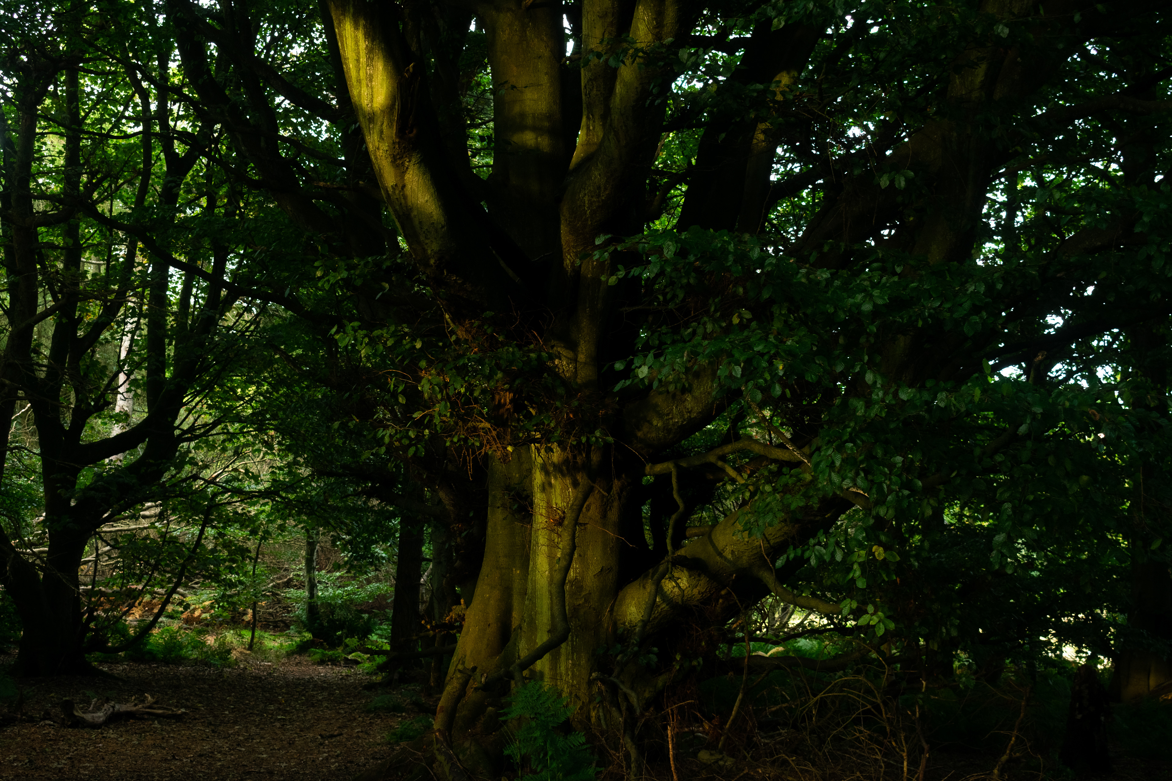 September: Lucklawhill