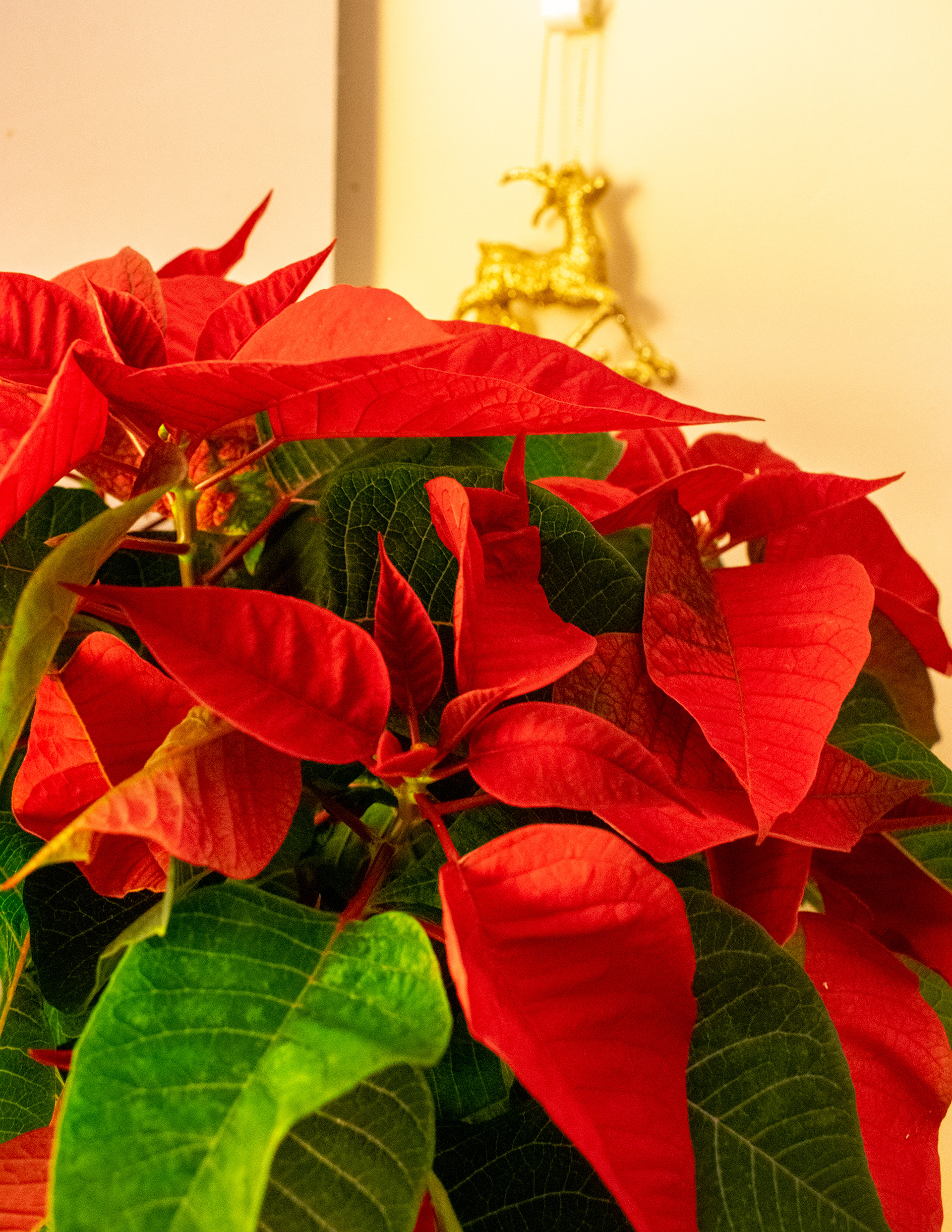 December: My First Cupar Christmas