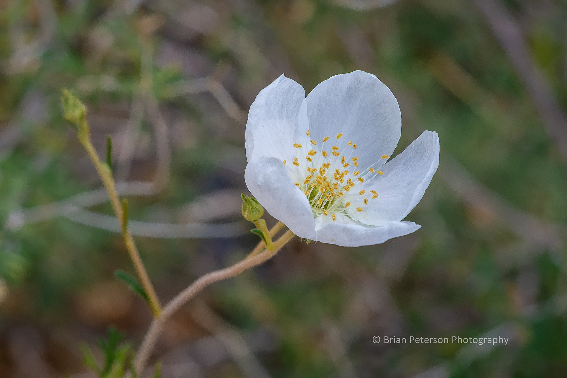 Little white flower.