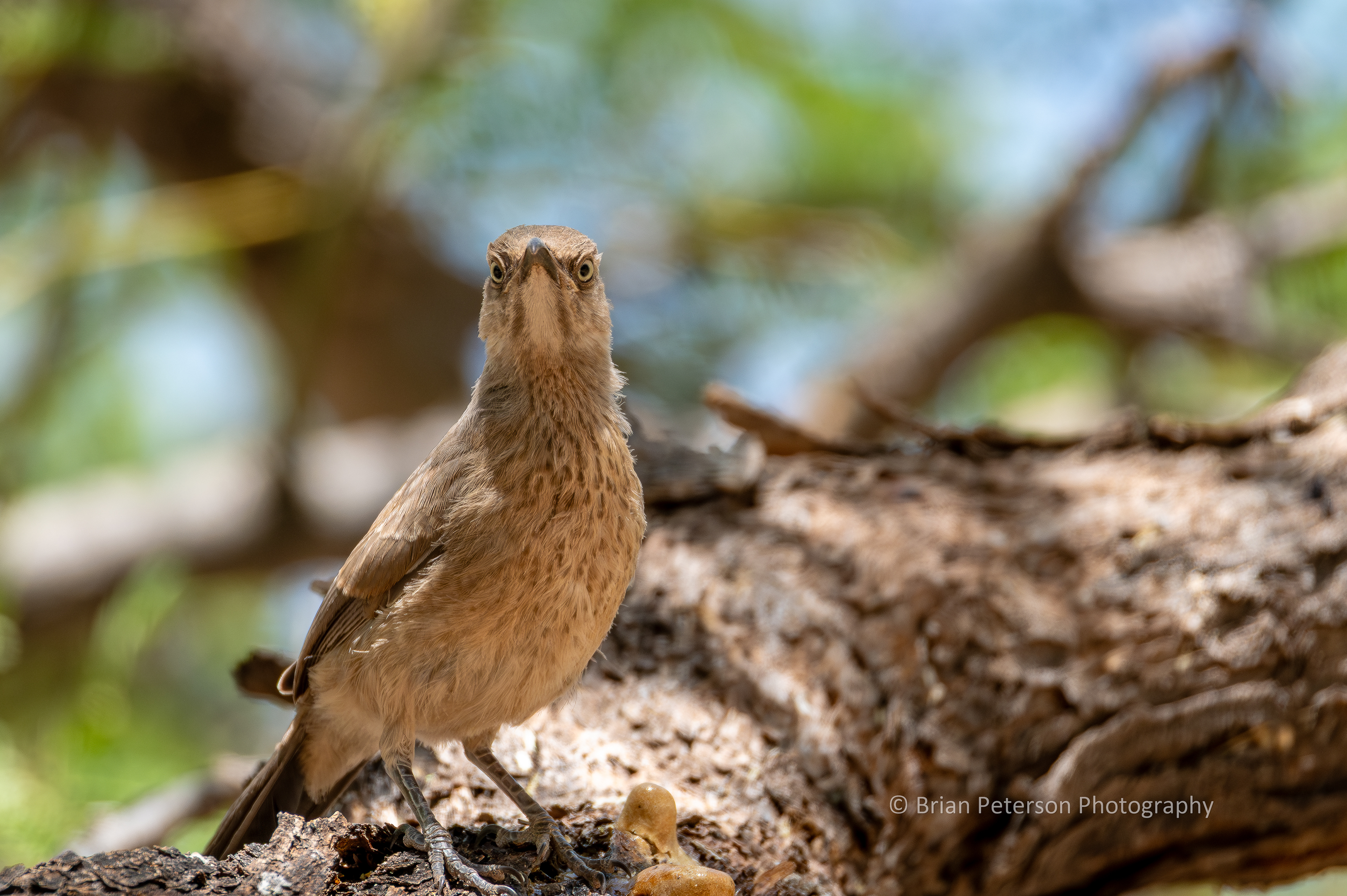 Juvenile curve-billed thrasher looking towards that loud clicking sound.