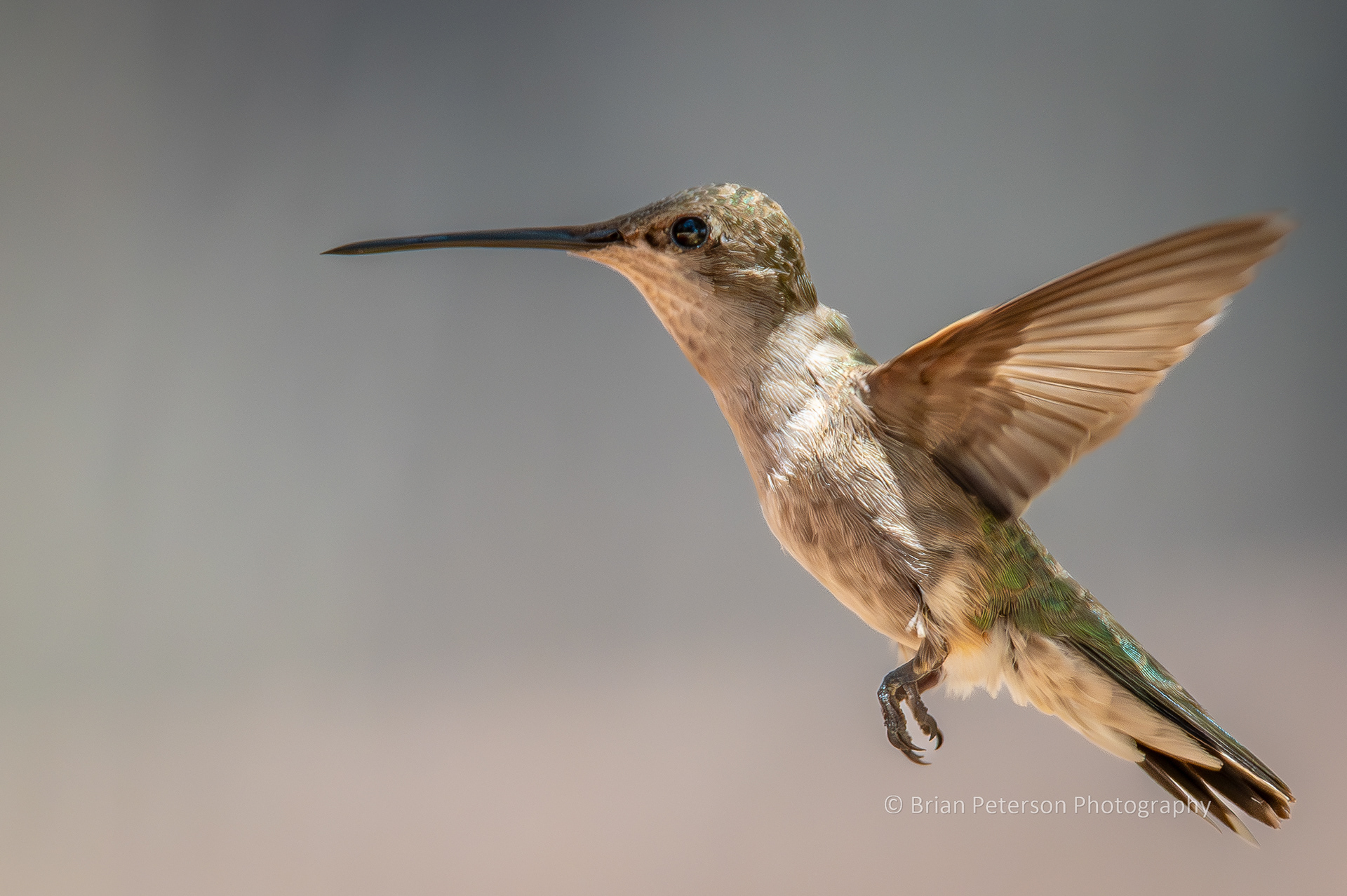 Female black-chinned hummingbird flying in my backyard.