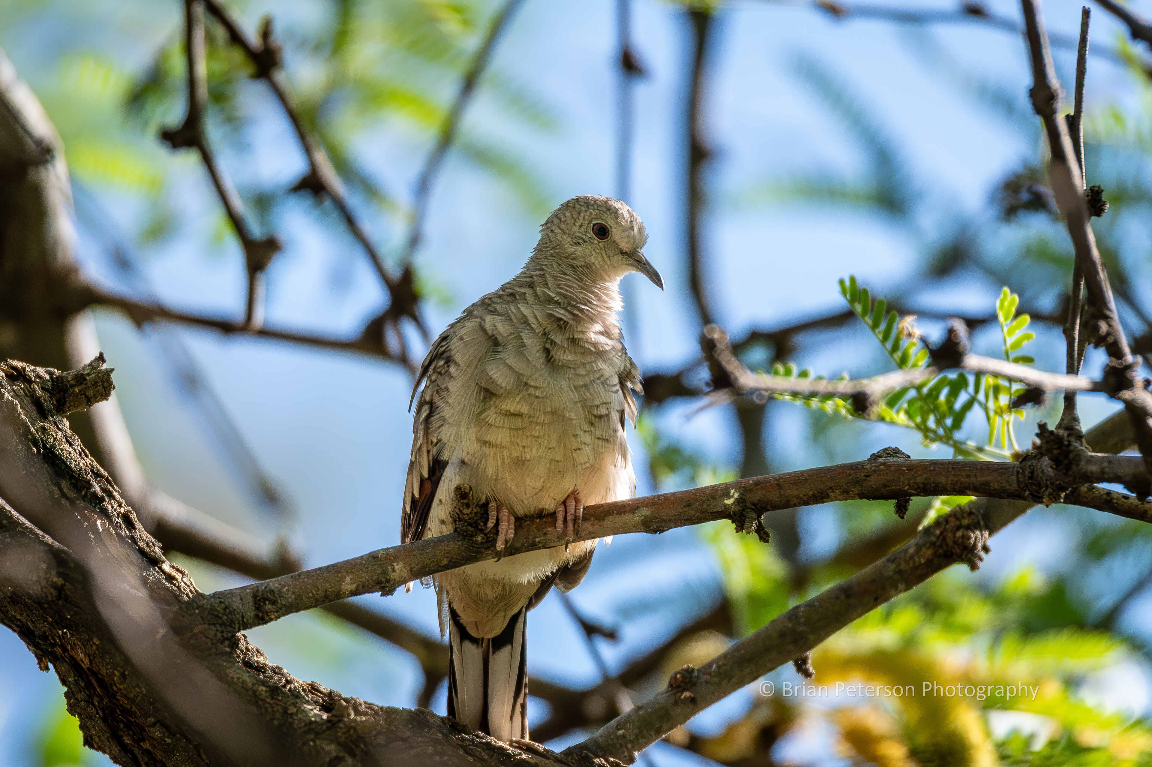 Inca dove high in a tree.