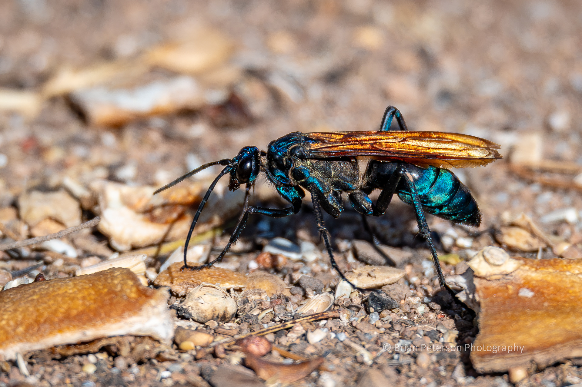 Tarantula hawk wasp searching my backyard for a tarantula to kill.