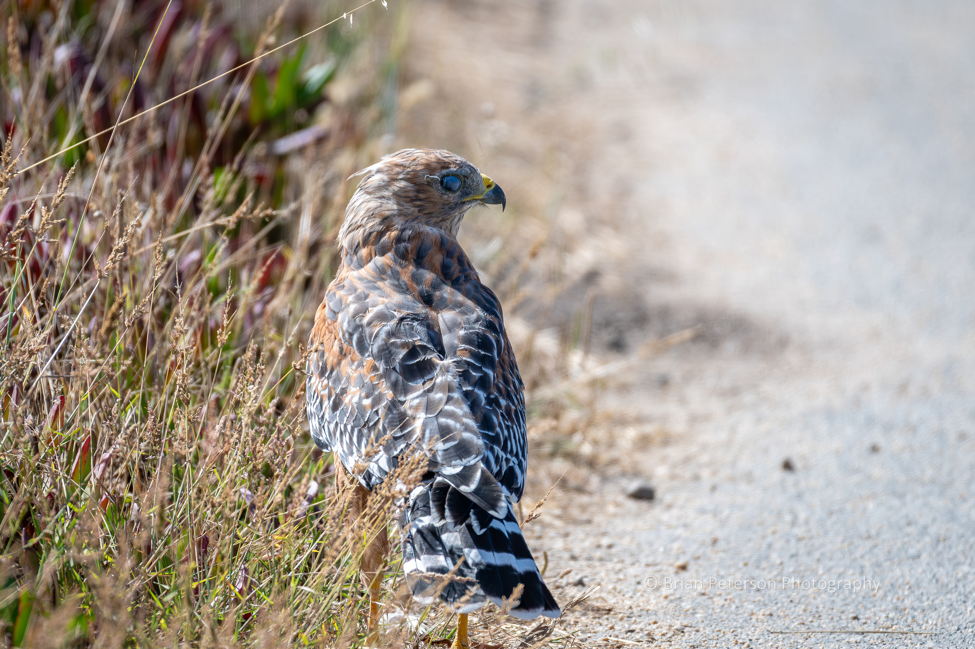 DSC_1671: Red-Shouldered Hawk on the Bike Path with Third Eyelid Up