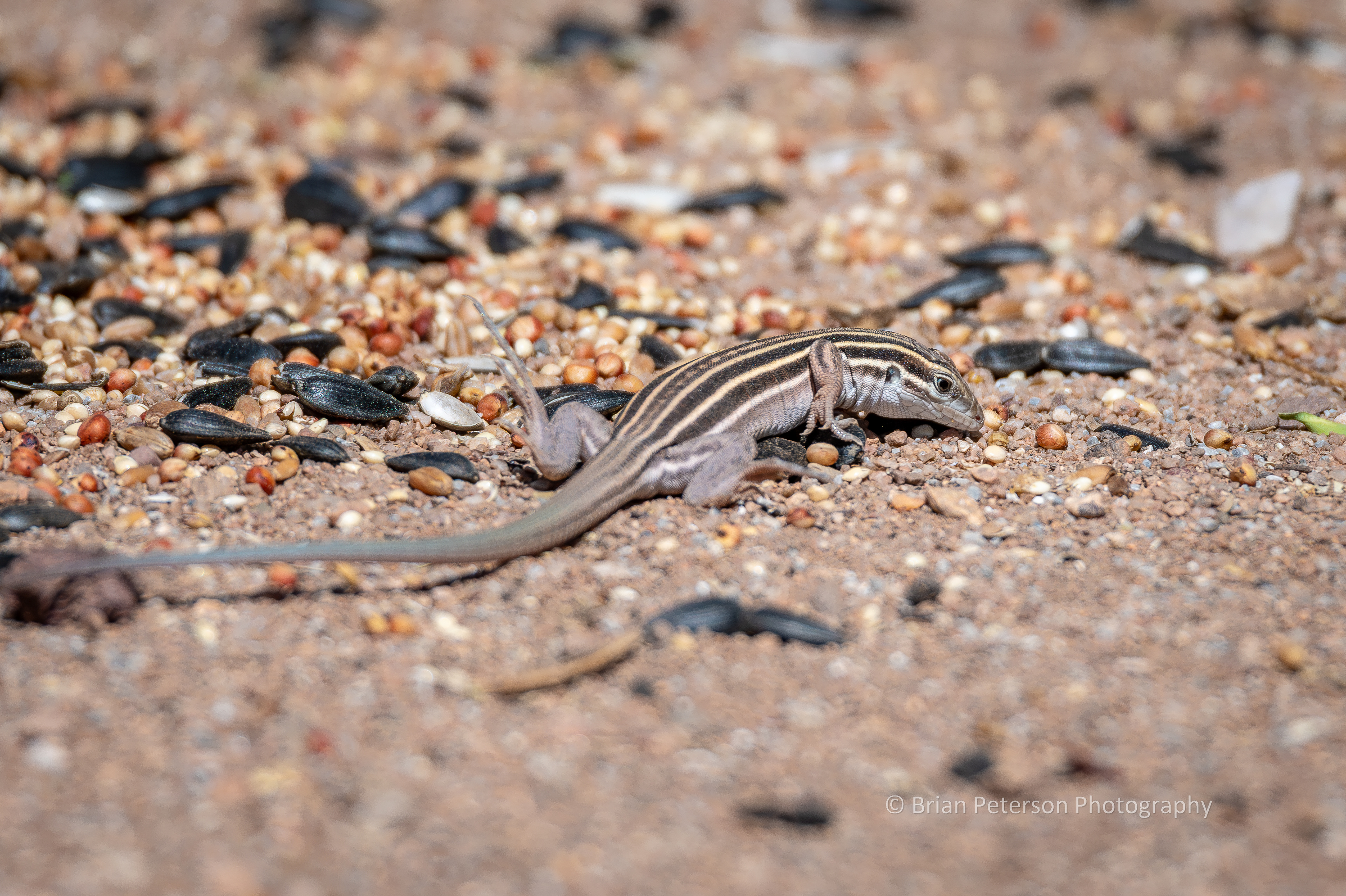 Desert grassland whiptail lizard. They may have six or seven stripes.
