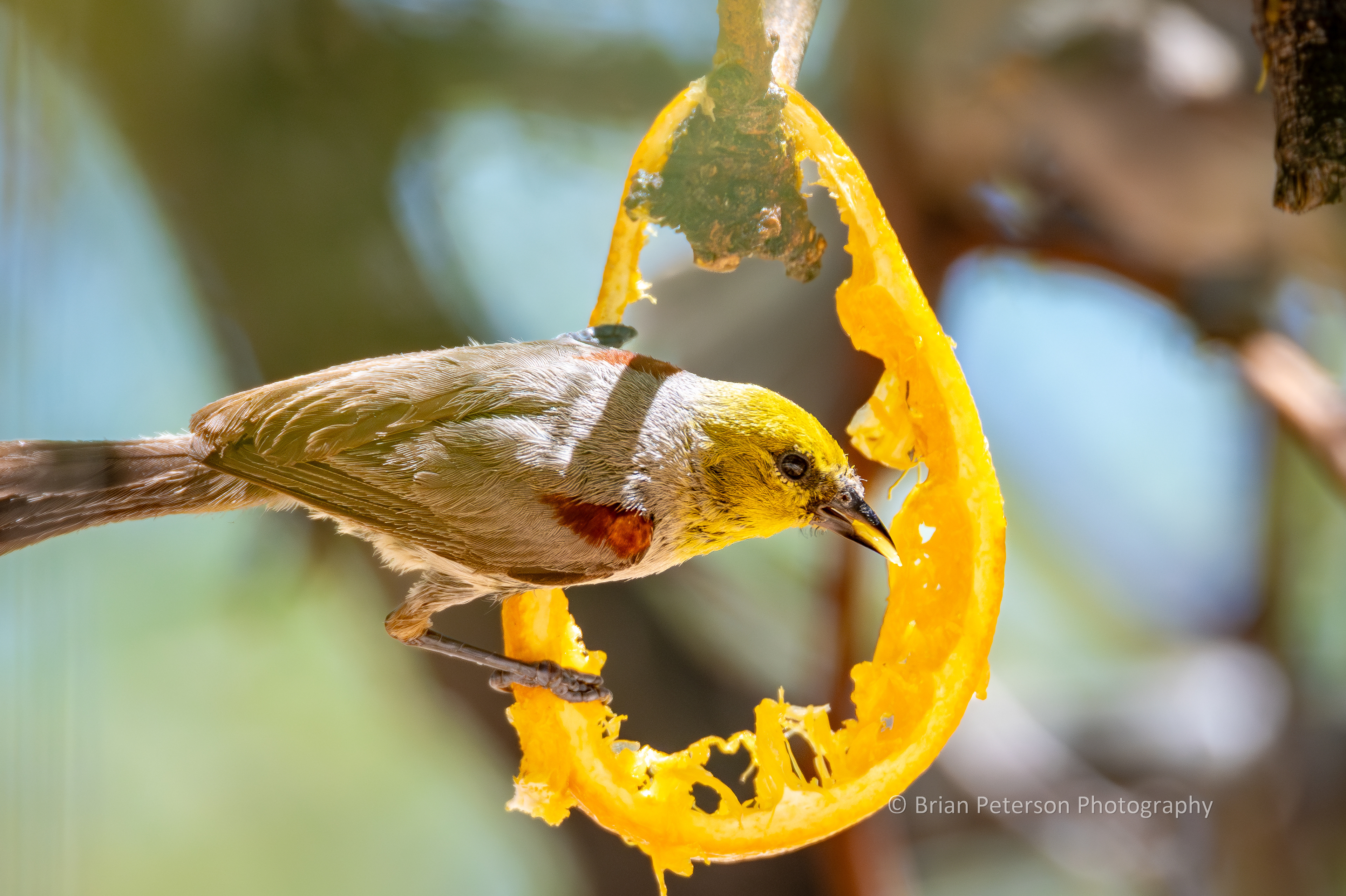 Adult version with a glob of orange pulp in its beak.