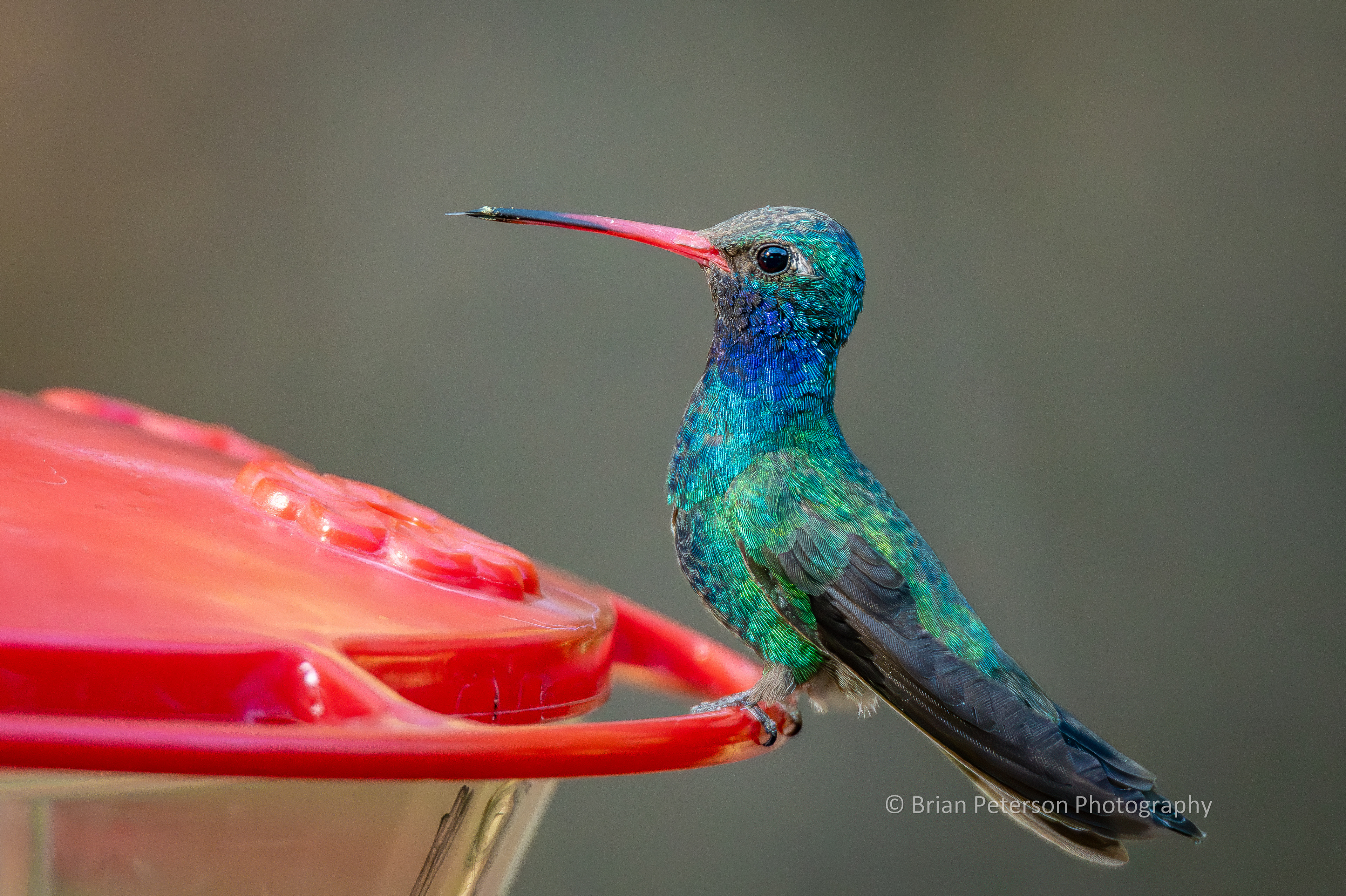 Male broad-billed hummingbird posing all regal-like.