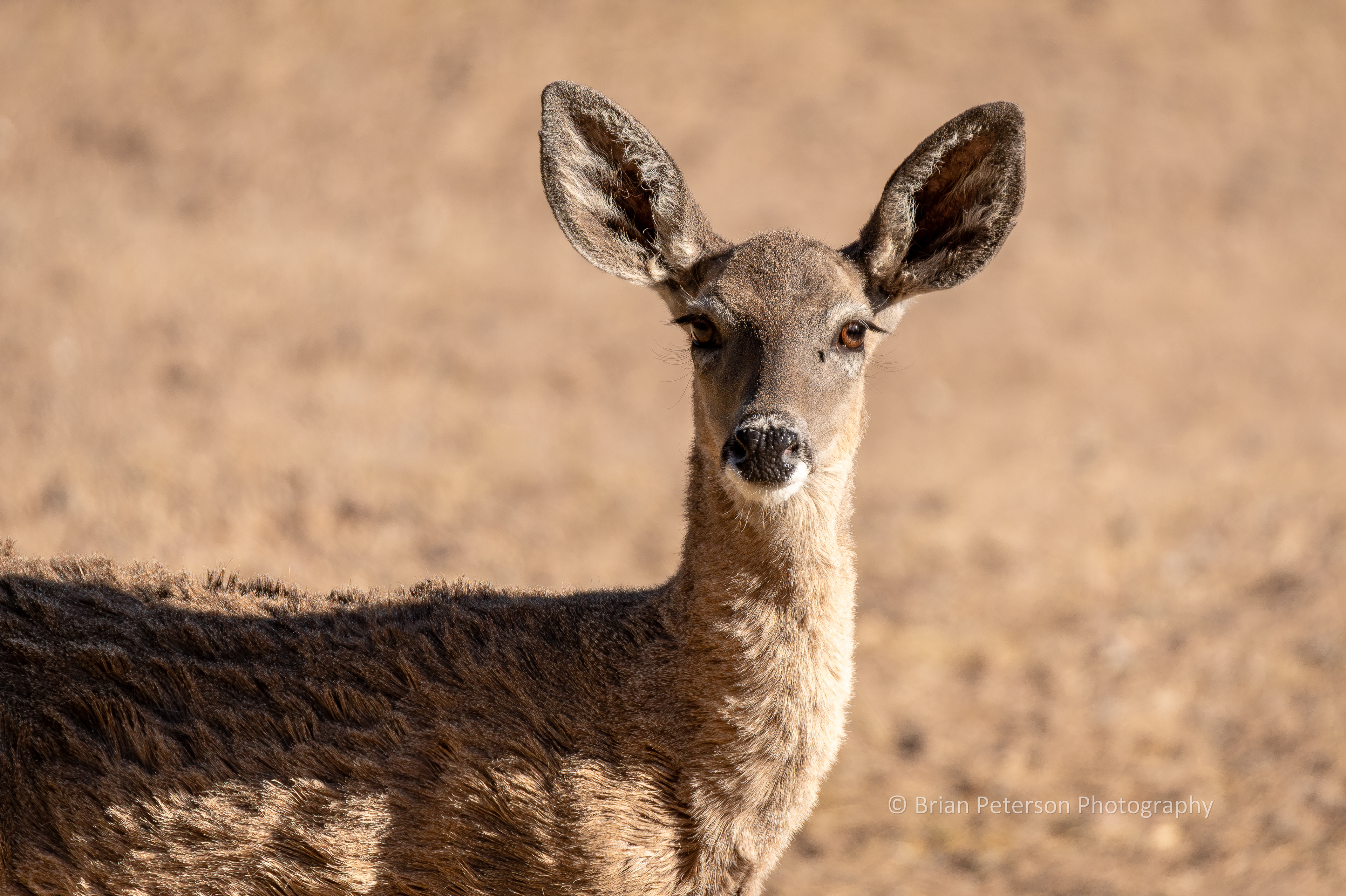 Deer looking at the camera.