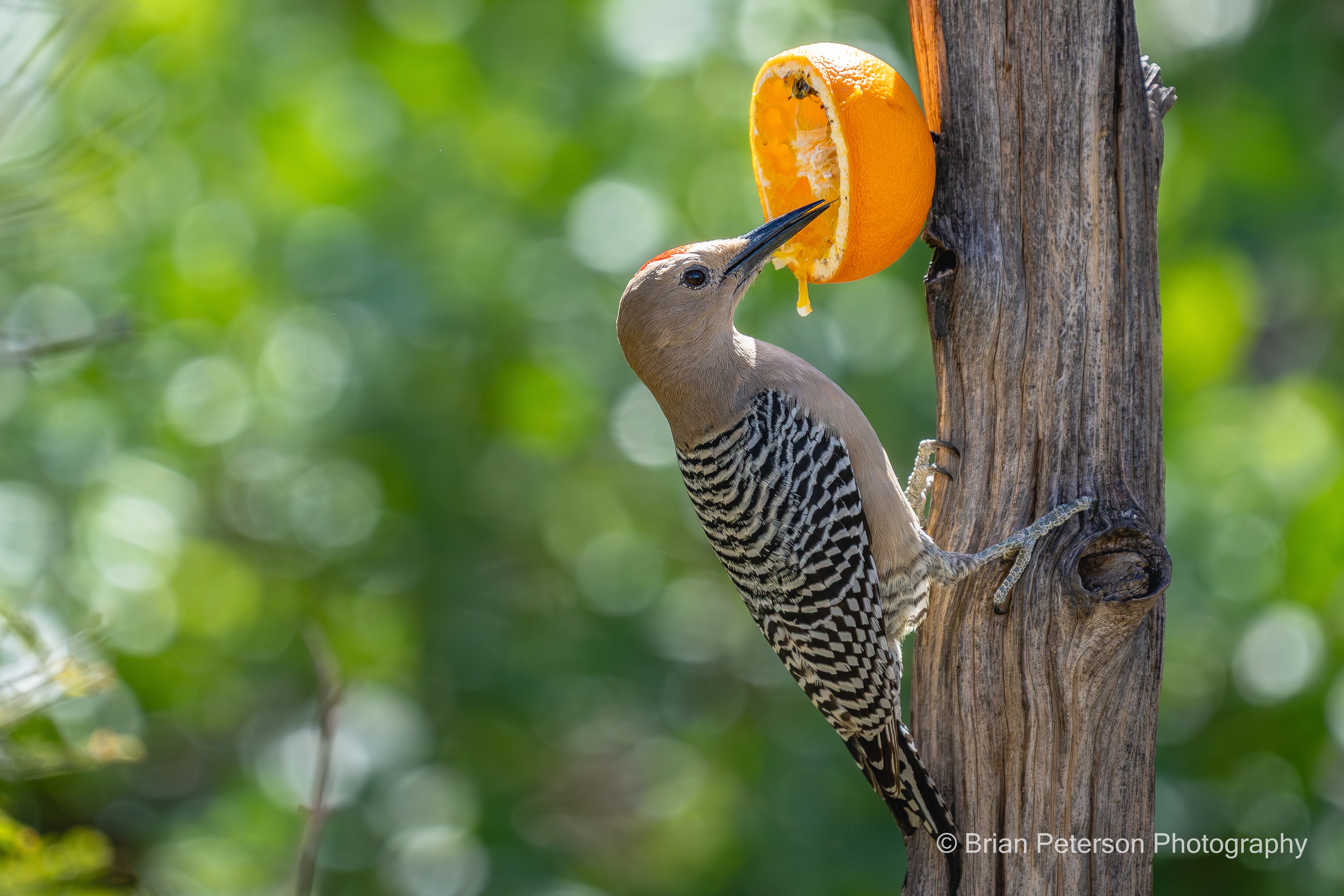 Look close and see the male Gila Woodpecker's tongue, as he eats an orange.
