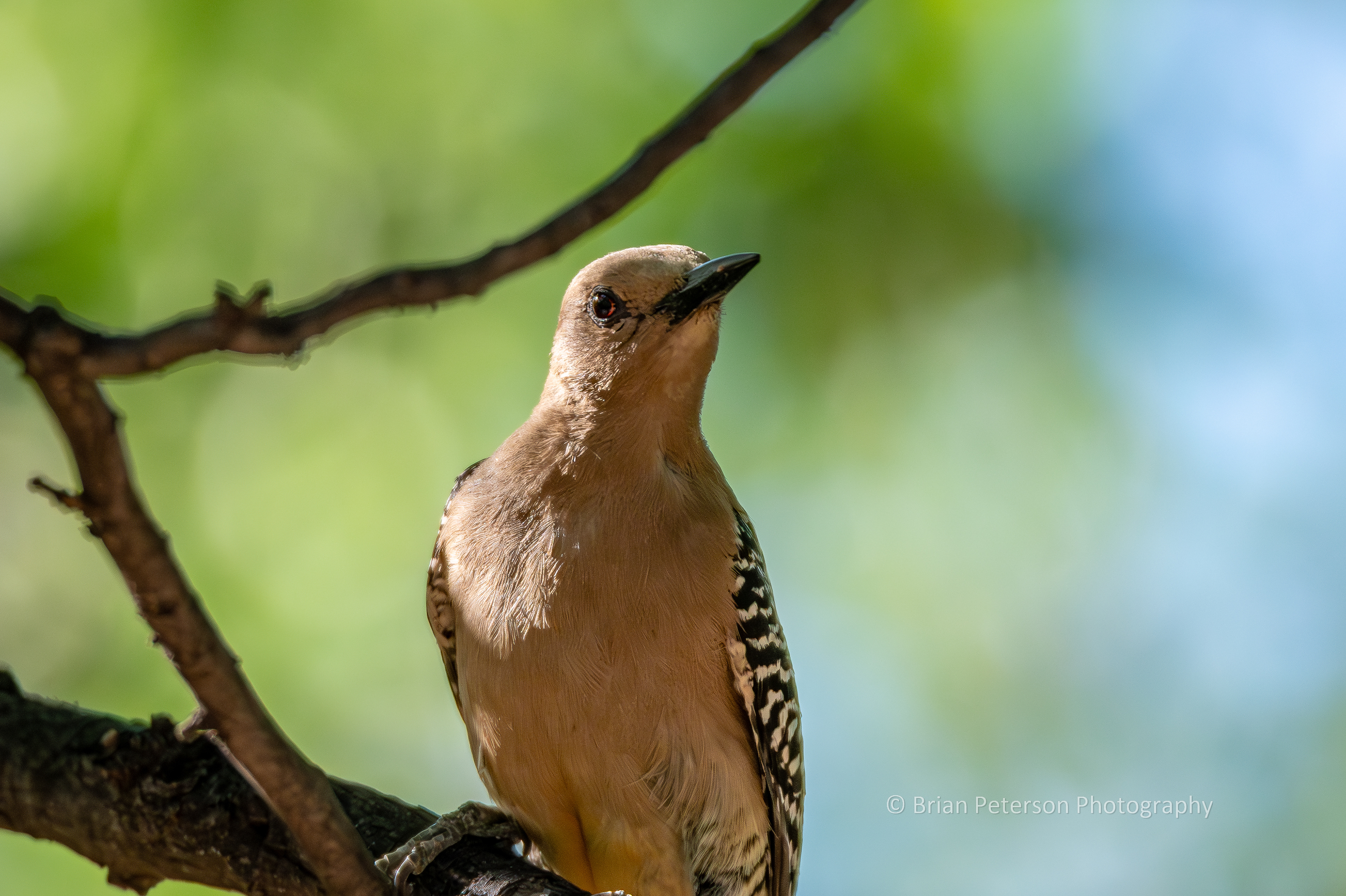 This is a female Gila woodpecker.