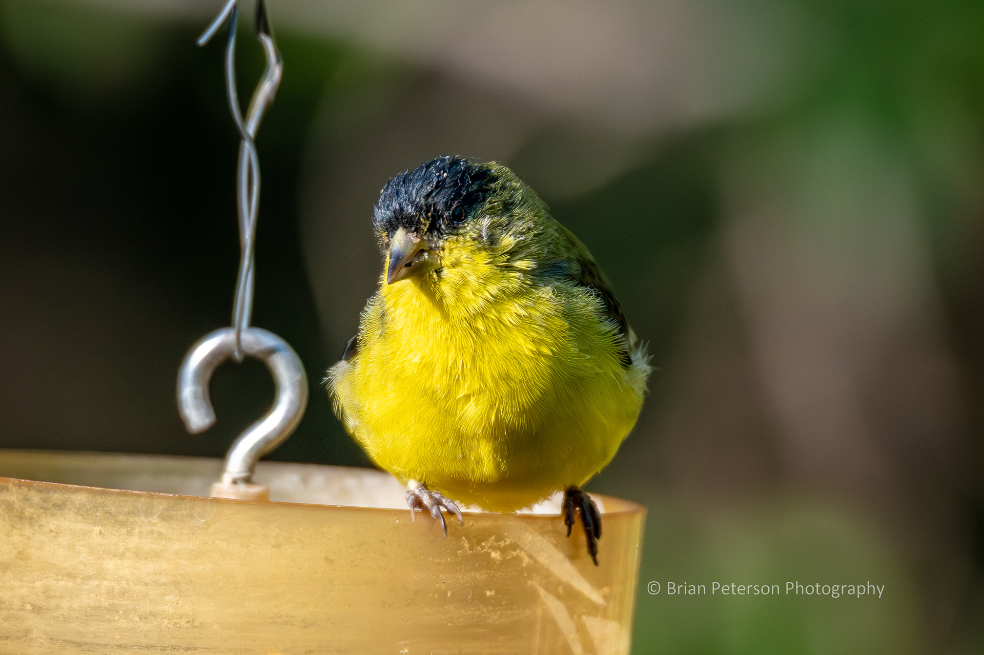 Male lesser goldfinch perching on an ant moat.