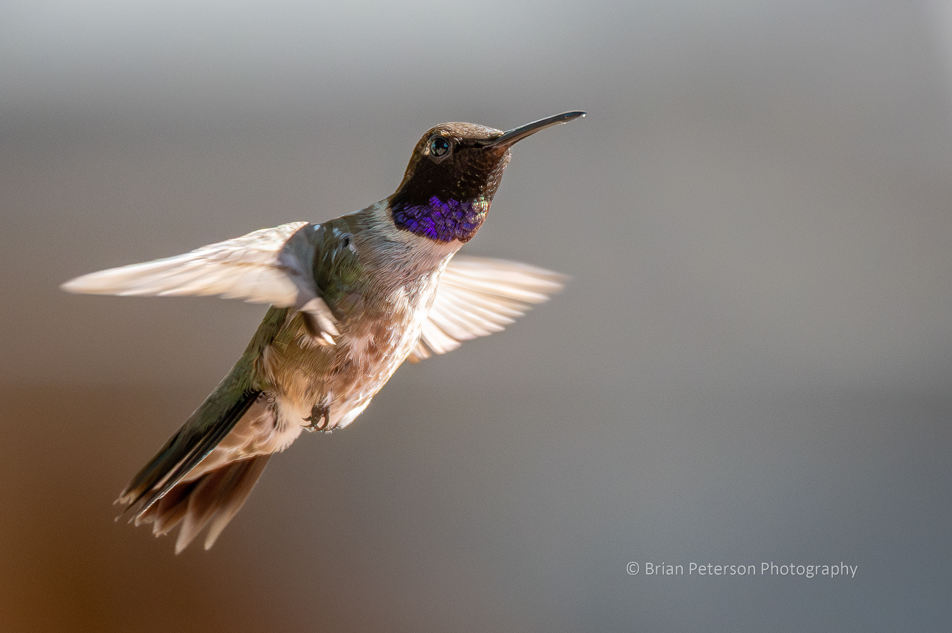 The male black-chinned hummingbird's gorget reflecting purple.