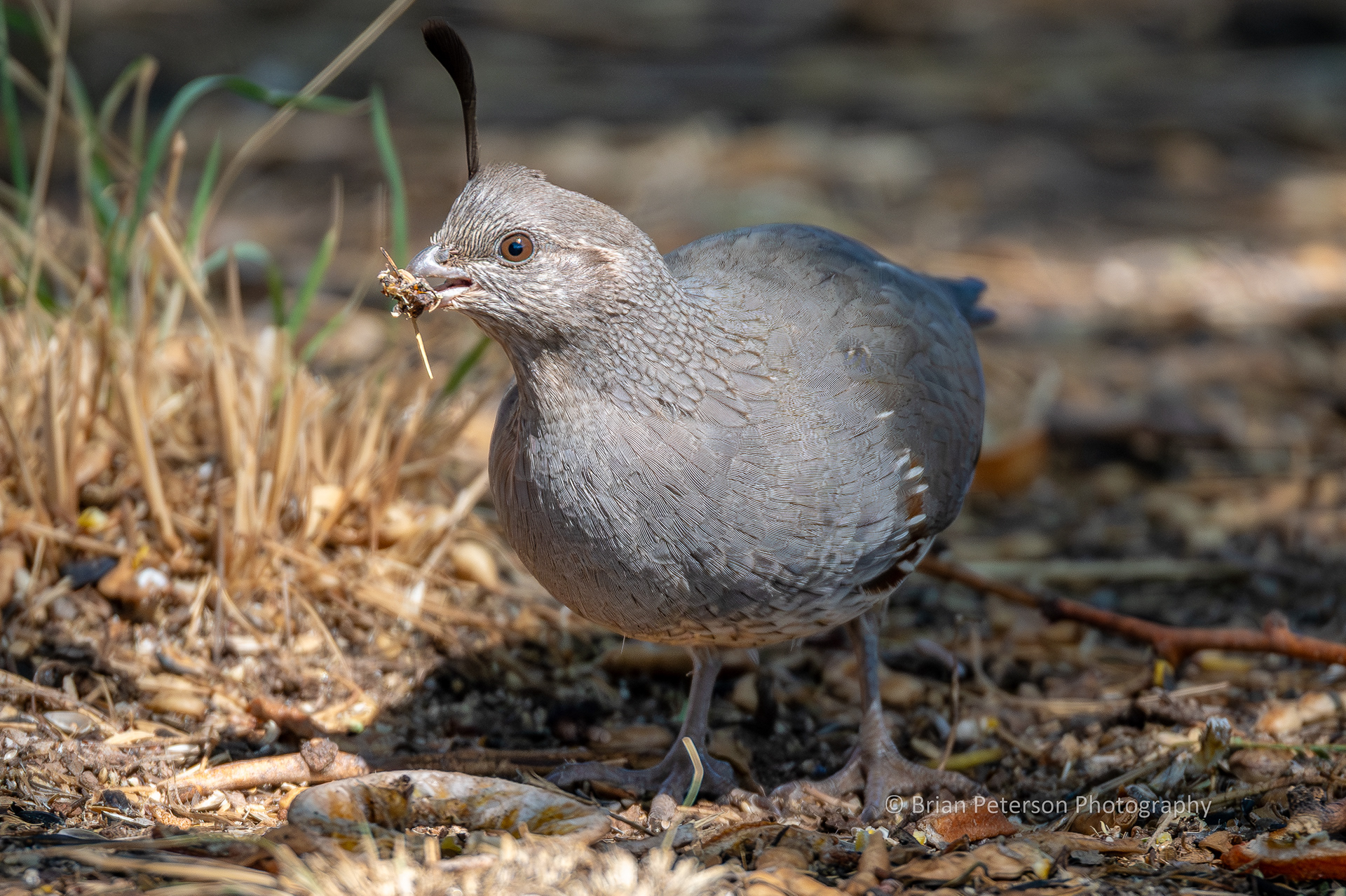 Female Gambel's quail is going to eat that glob of gunk she picked up off the ground.