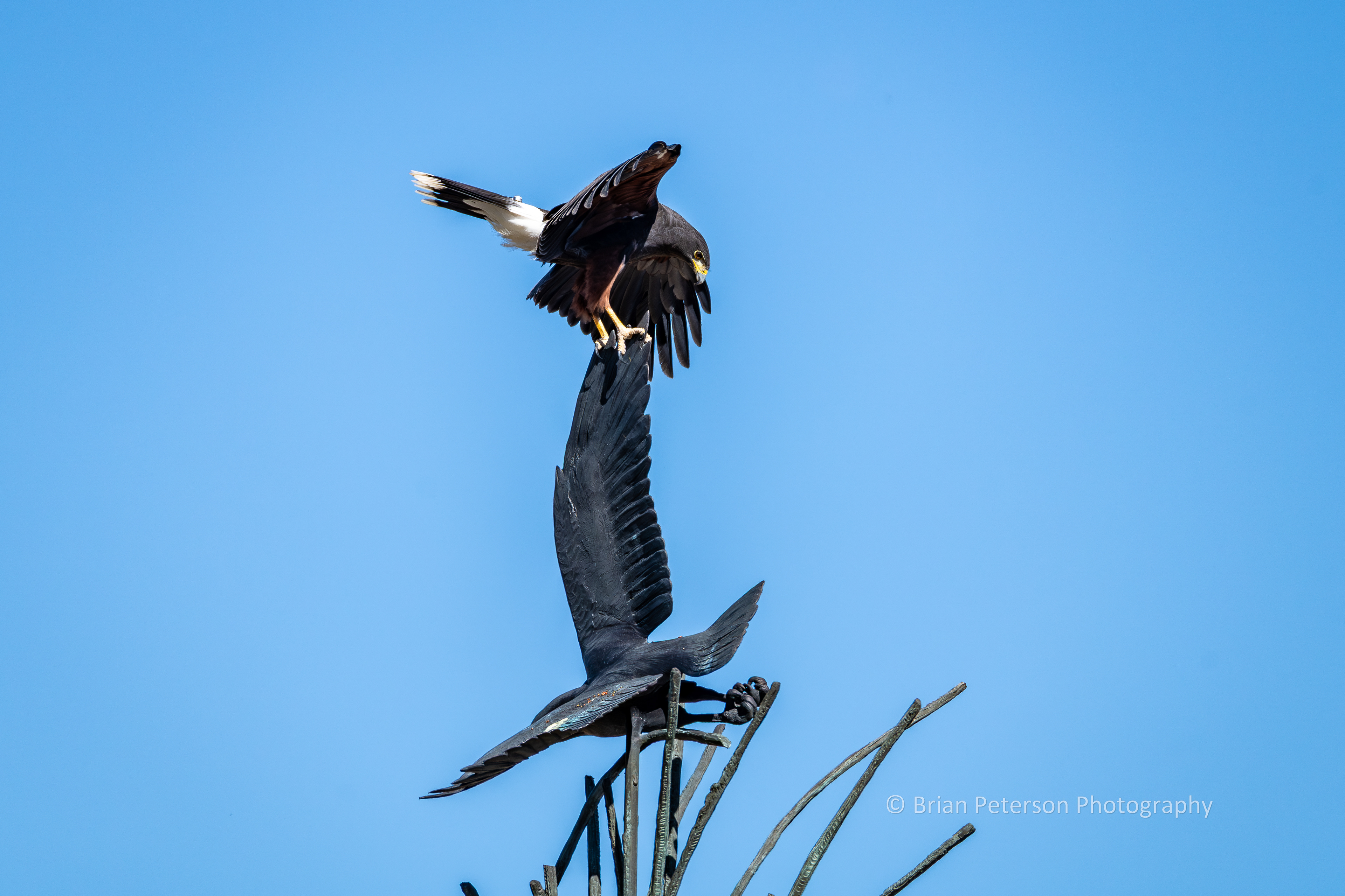 Harris hawk landing on a hawk sculpture.