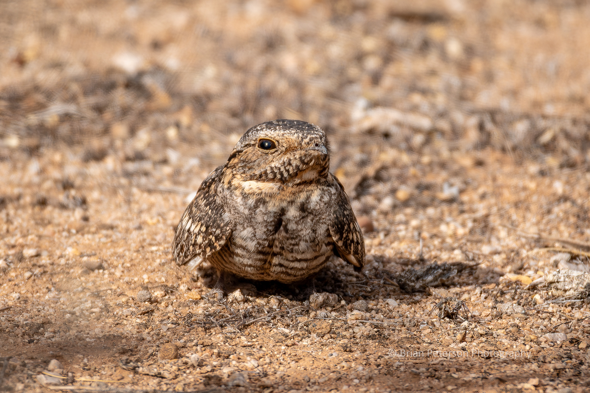 This bird is a common nighthawk.