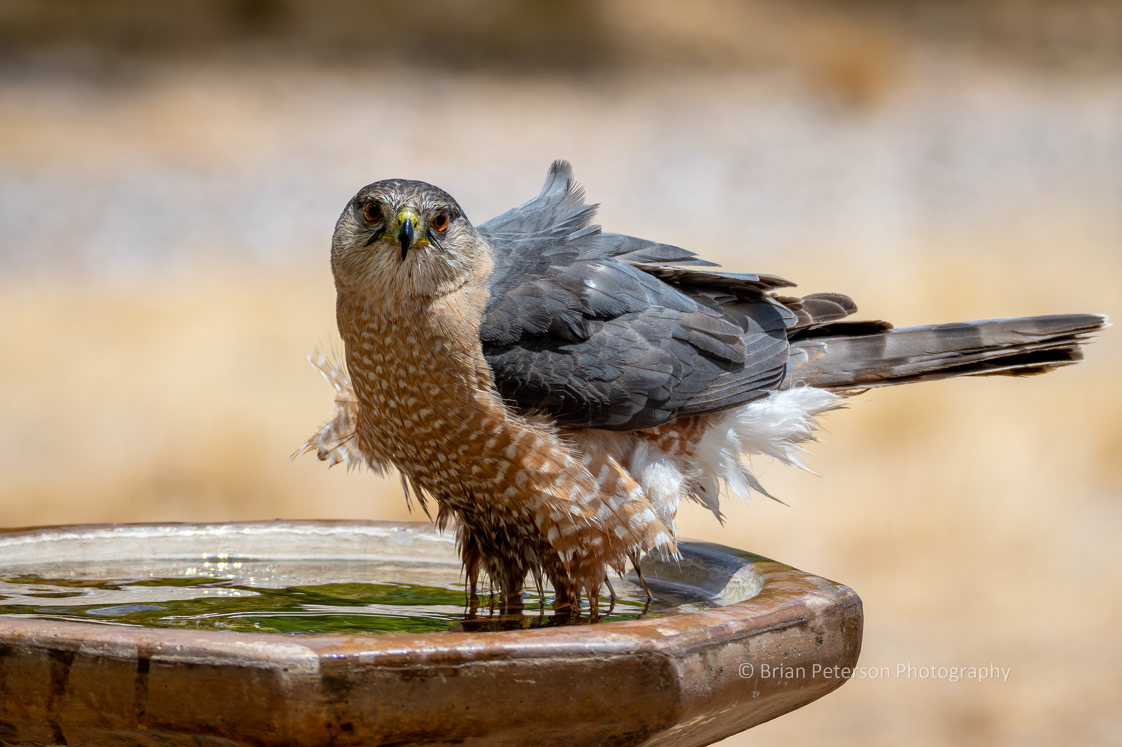 Alice the Cooper's Hawk looking at the camera while bathing.