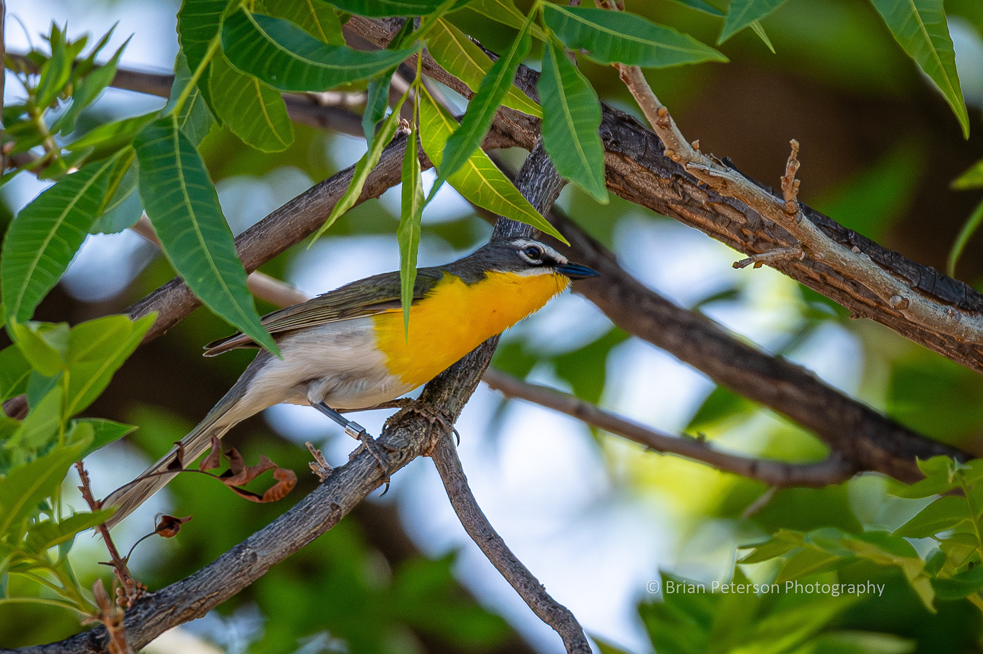 Yellow-breasted chat in a tree.