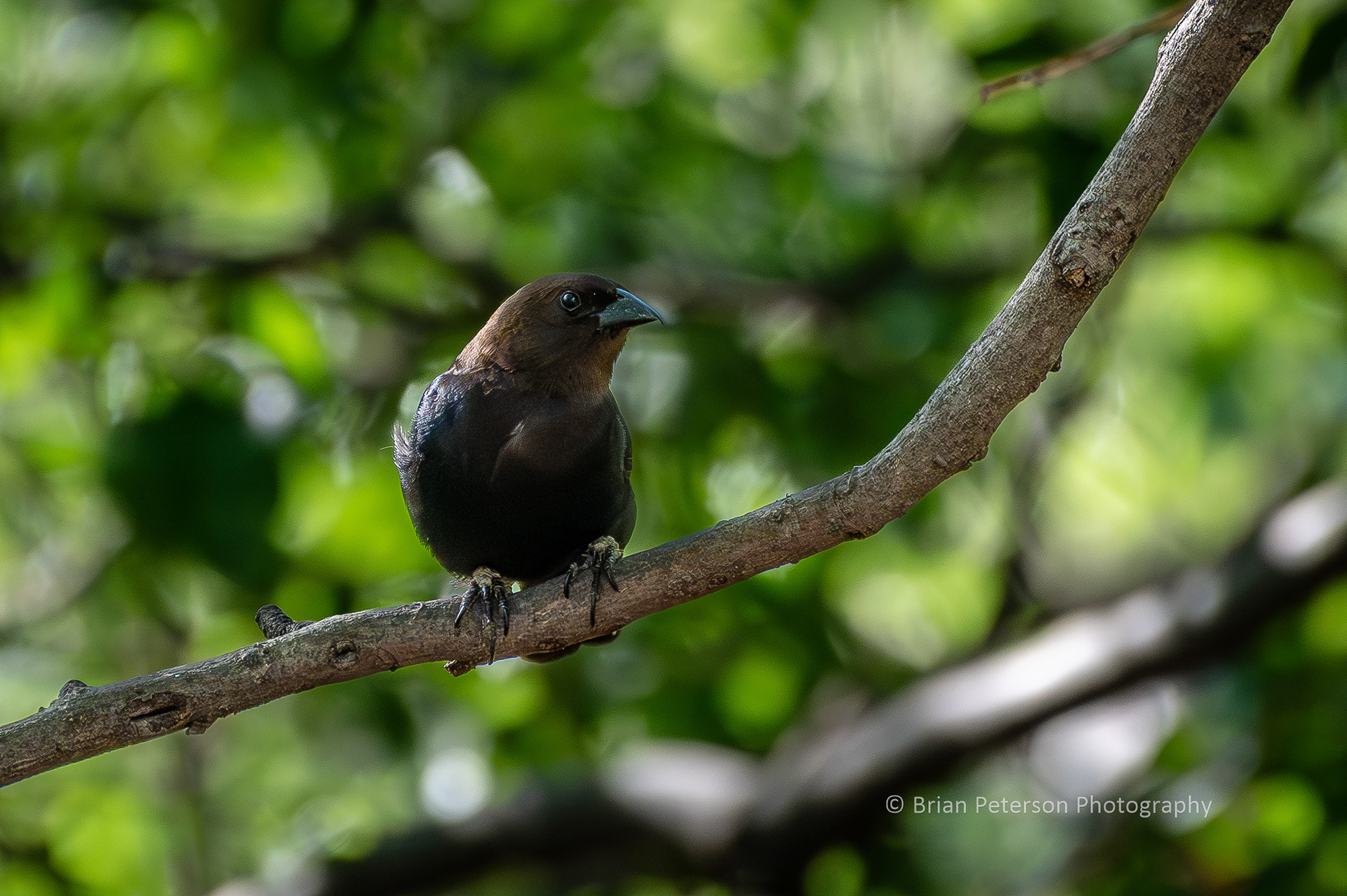 Experts named this bird the brown-headed cowbird for vague and unknown reasons.