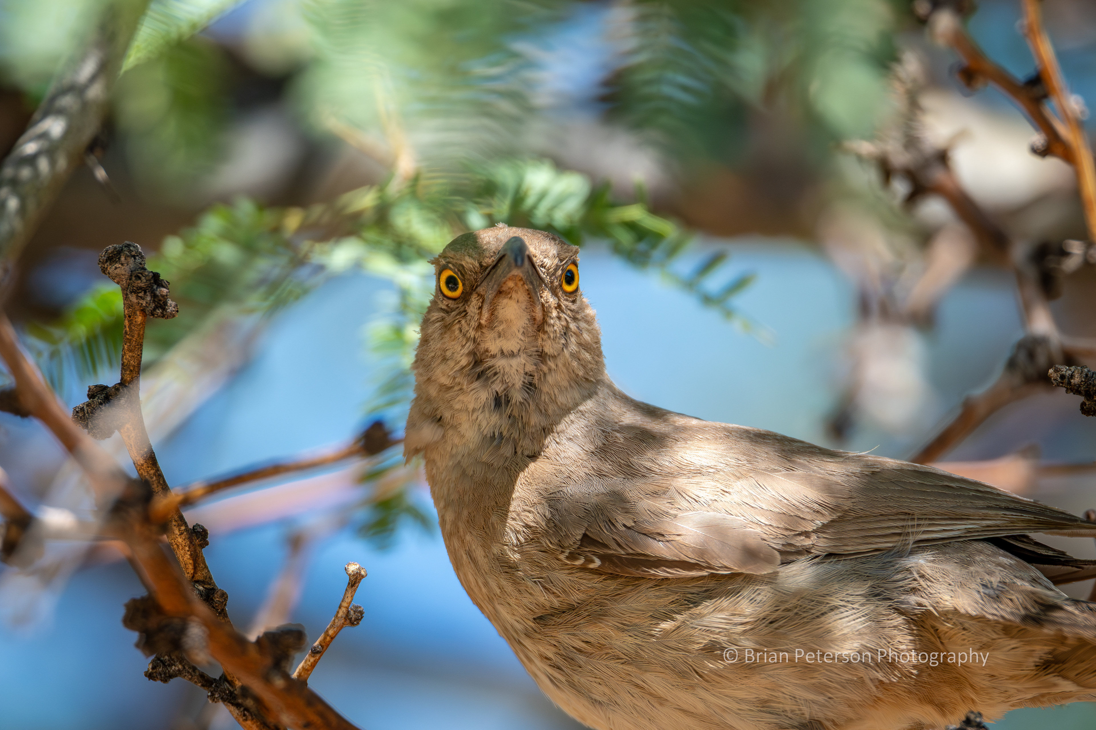This is the exact moment the curve-billed thrasher discovers where all that clicking is coming from.