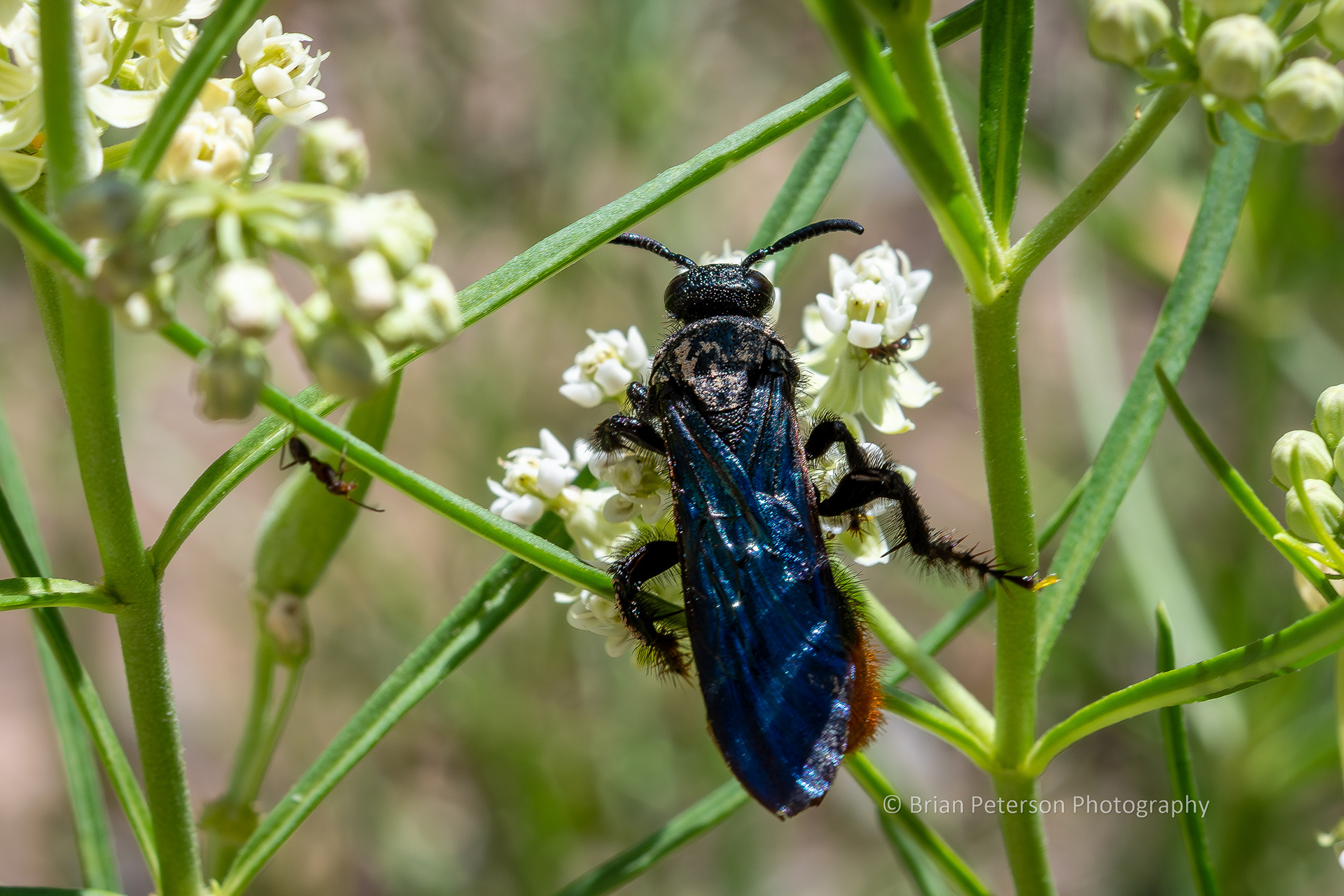 This is a blue-winged scoliid wasp. They are known primarily for the extra "i" in their name.