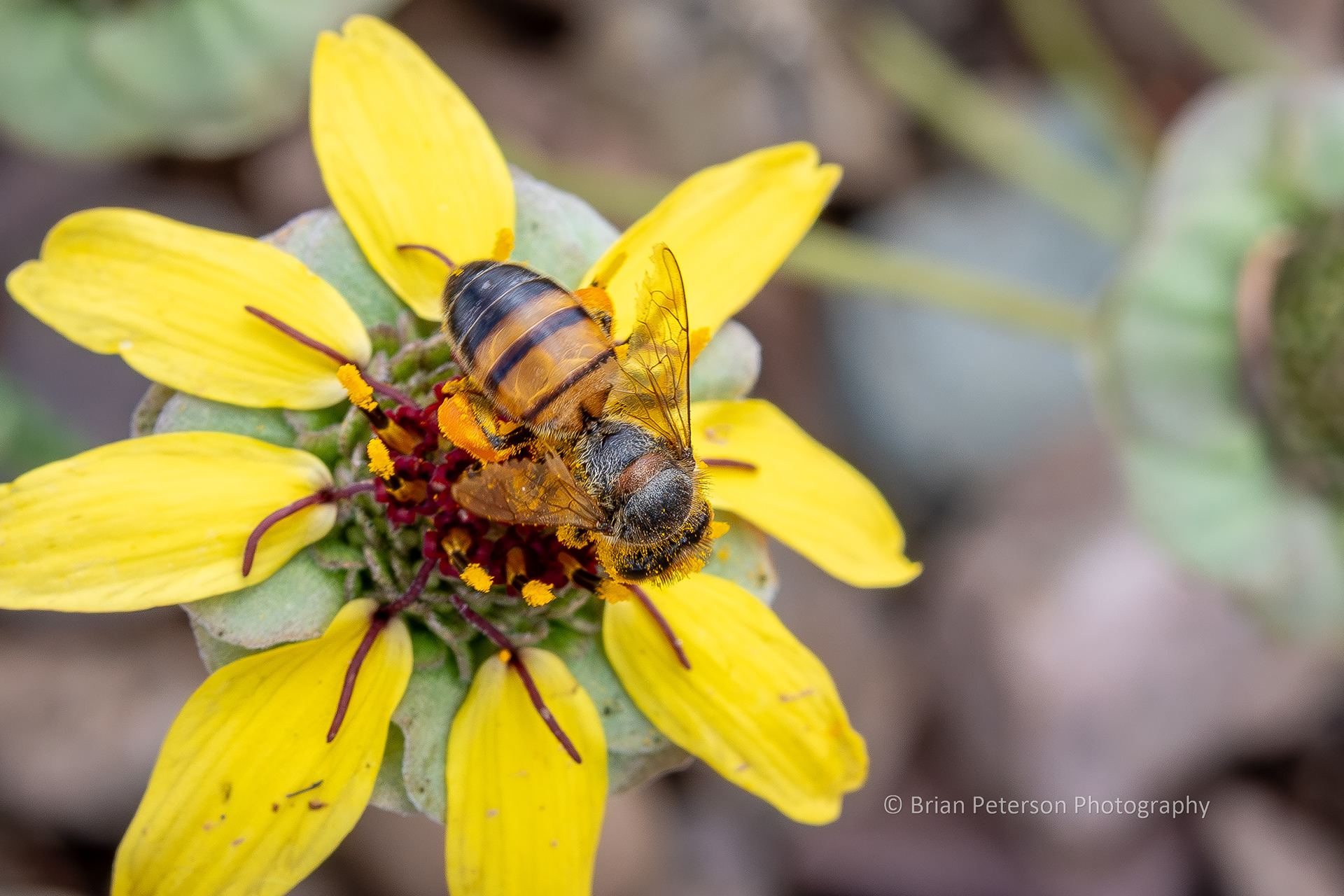 Arizona killer bee on a wildflower in my front yard.