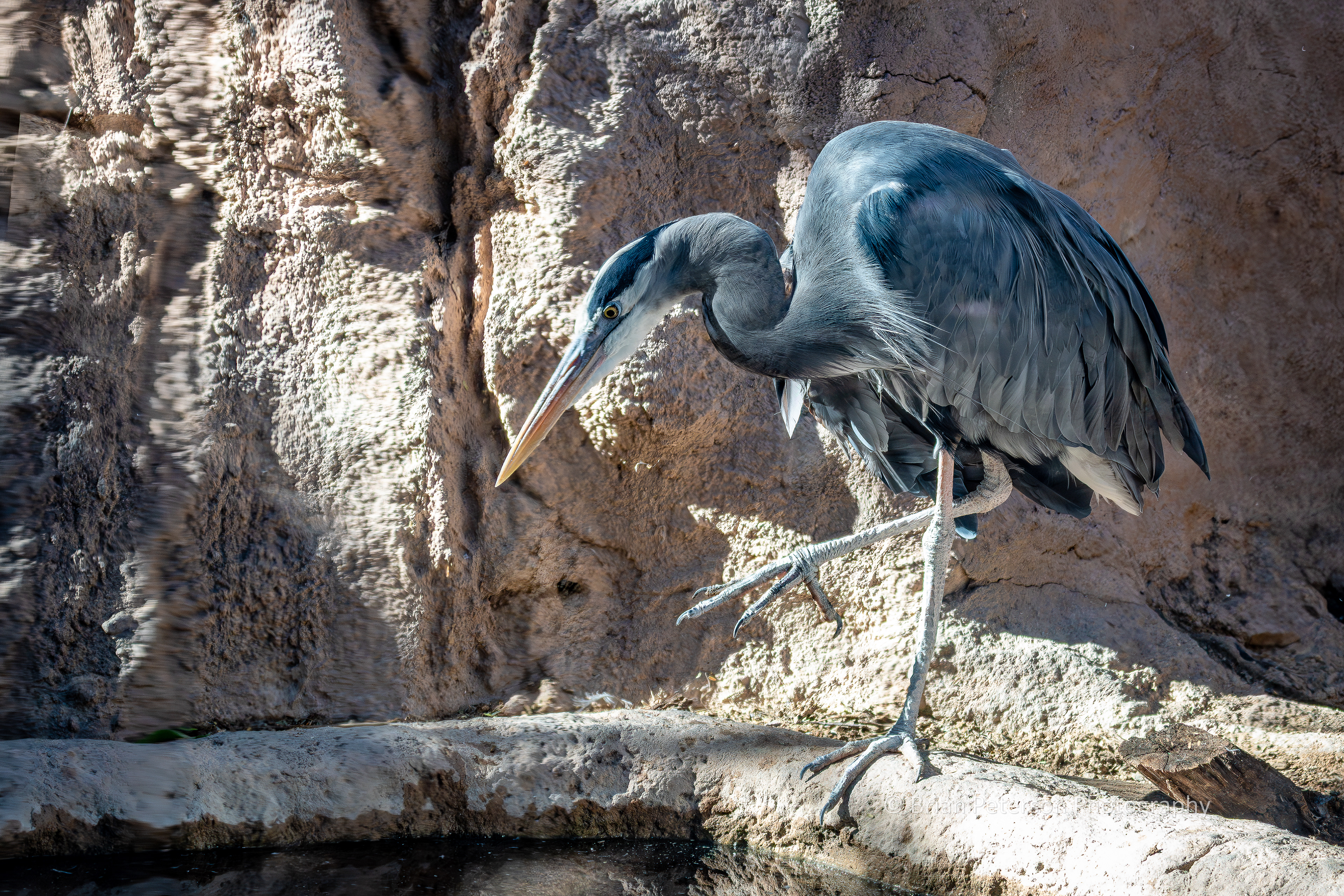 Great blue heron inside and enclosure. Shot through glass.