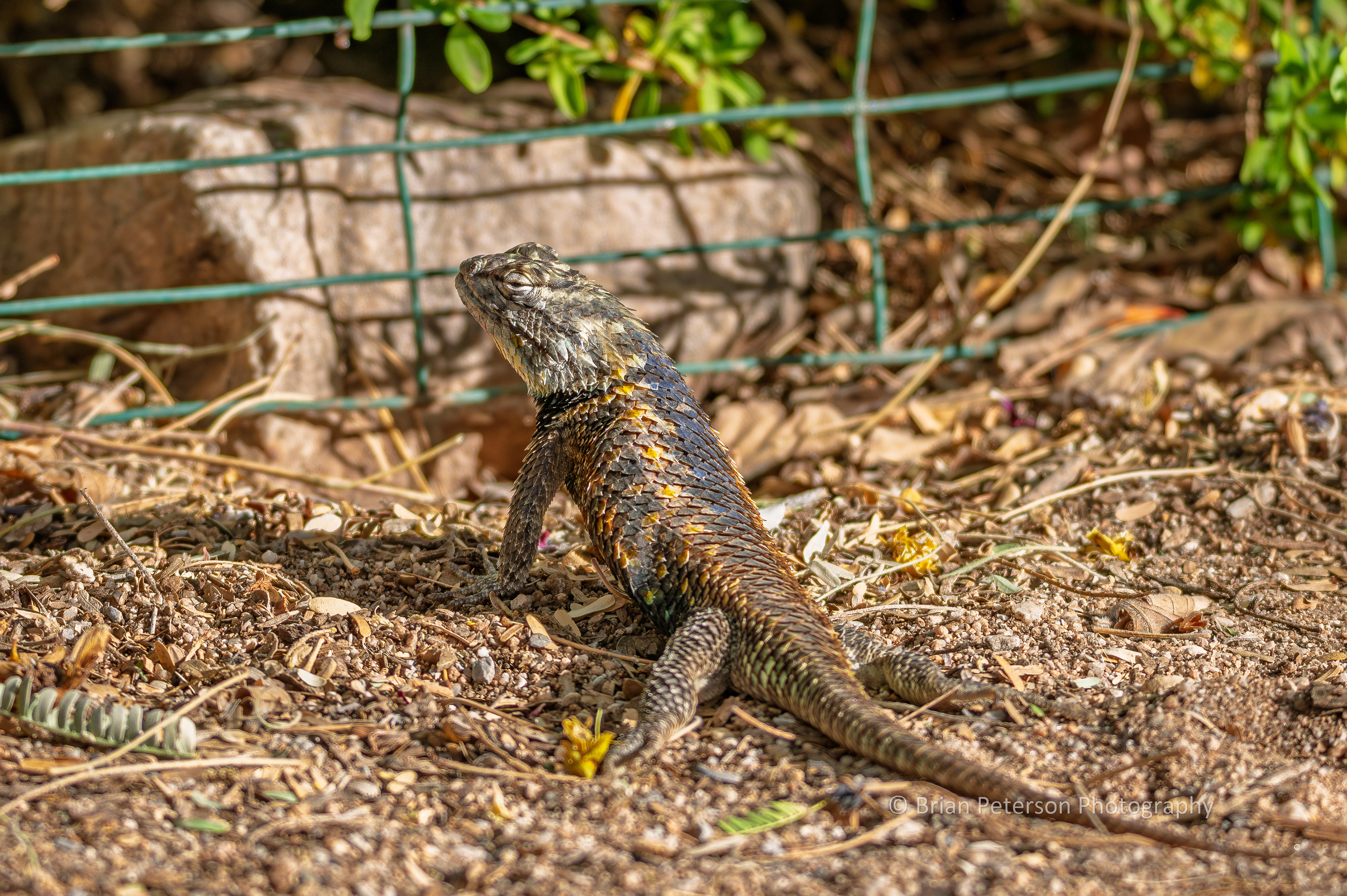 Big desert spiny lizard at the Tucson Bird Alliance's Mason Center.