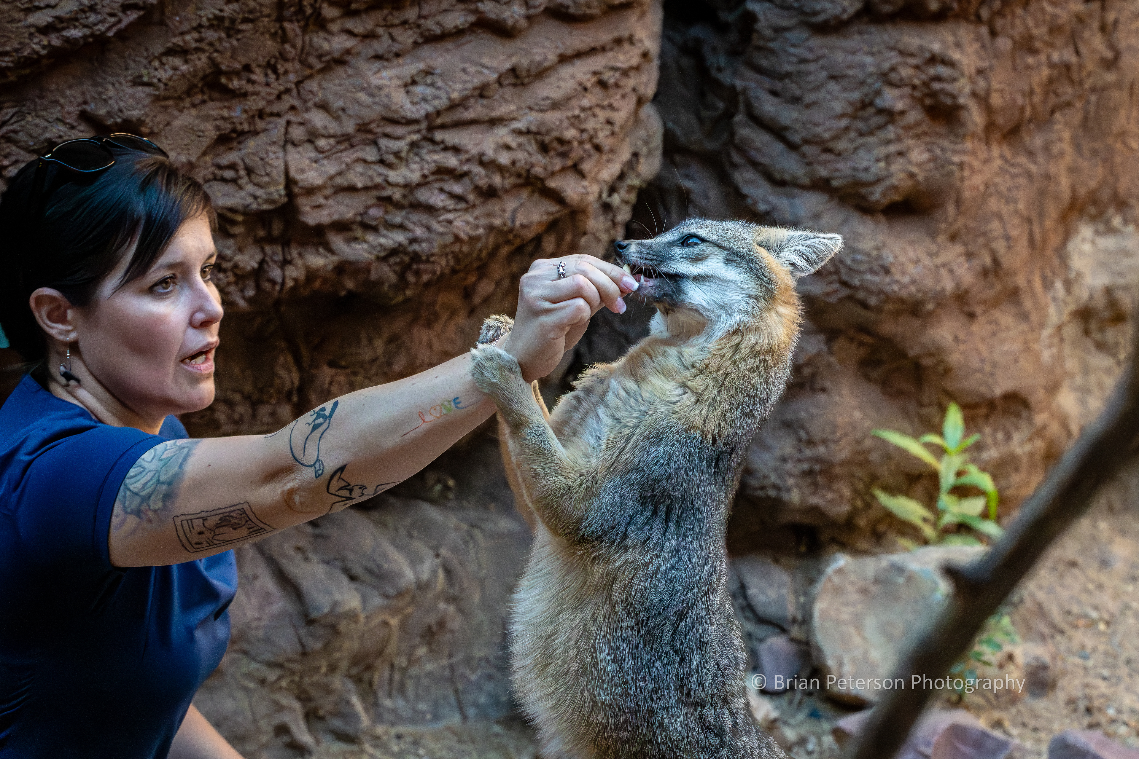 Trainer feeding peanuts to a gray fox.