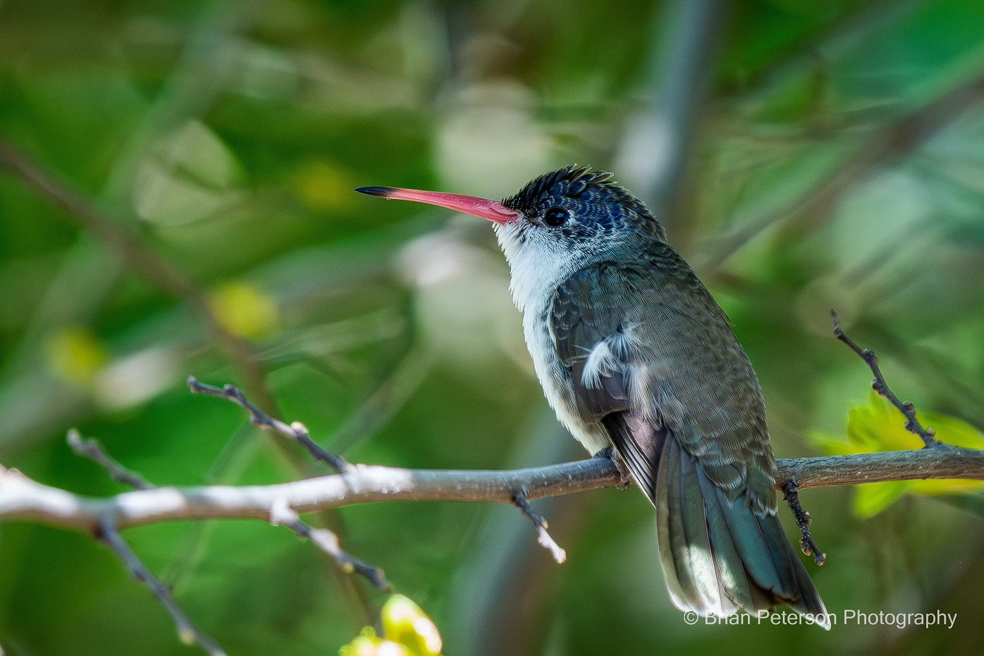 The Violet-crowned Hummingbird that hid in the shadows, only emerging to attack other hummingbirds.