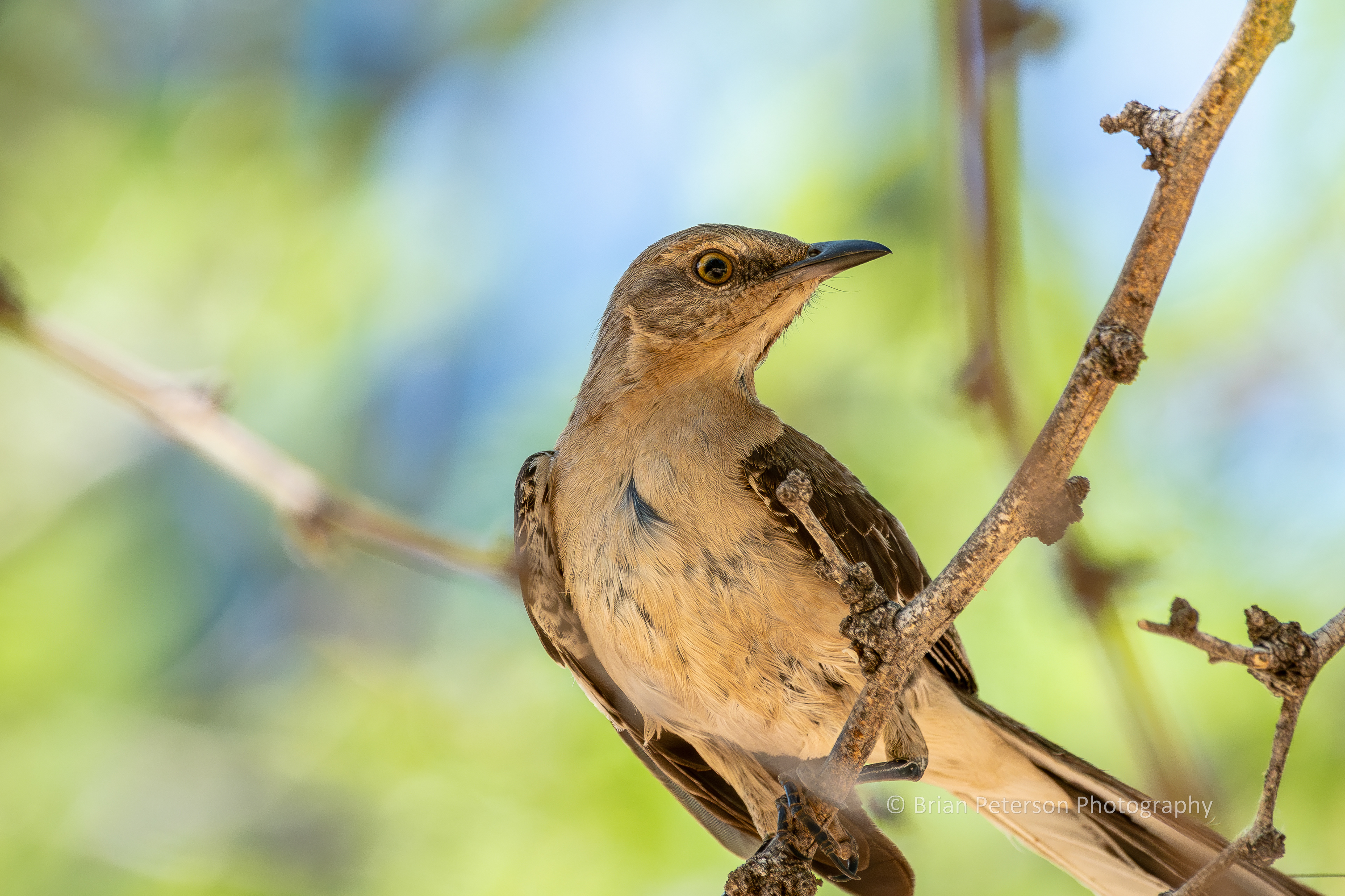 Mockingbird in the mesquite tree in my backyard.