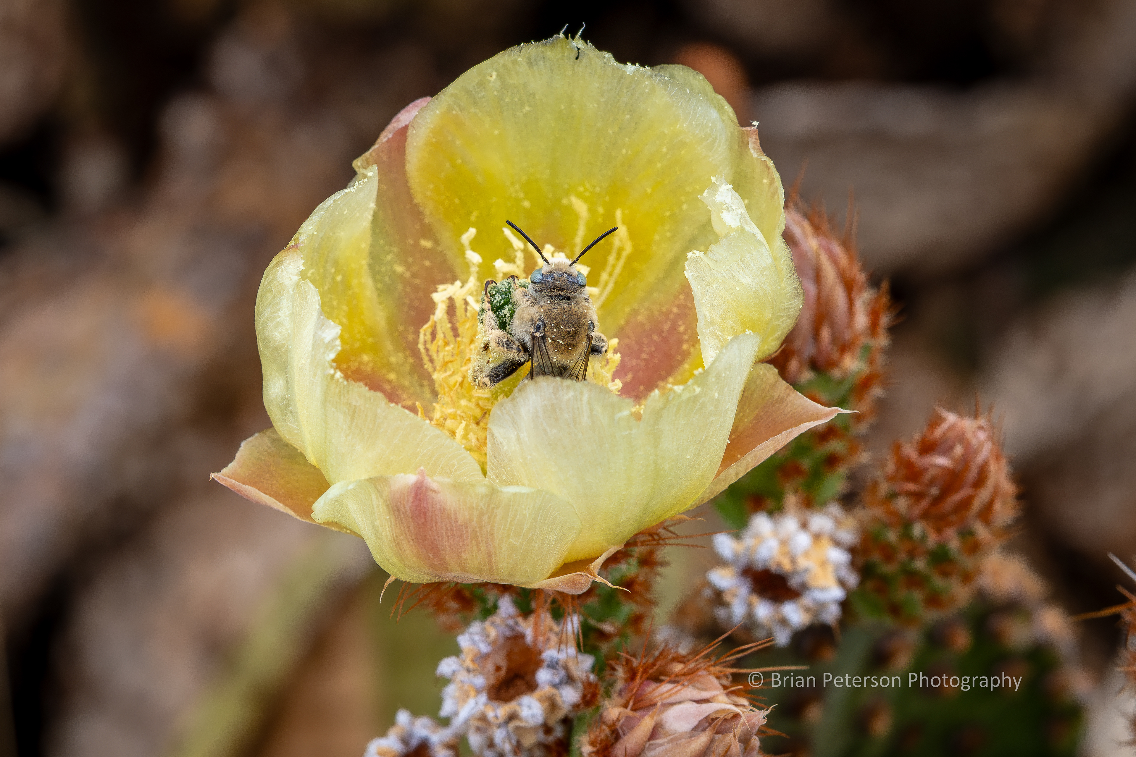 Parosela long-horned bee inside a flower on a bunny ear cactus.