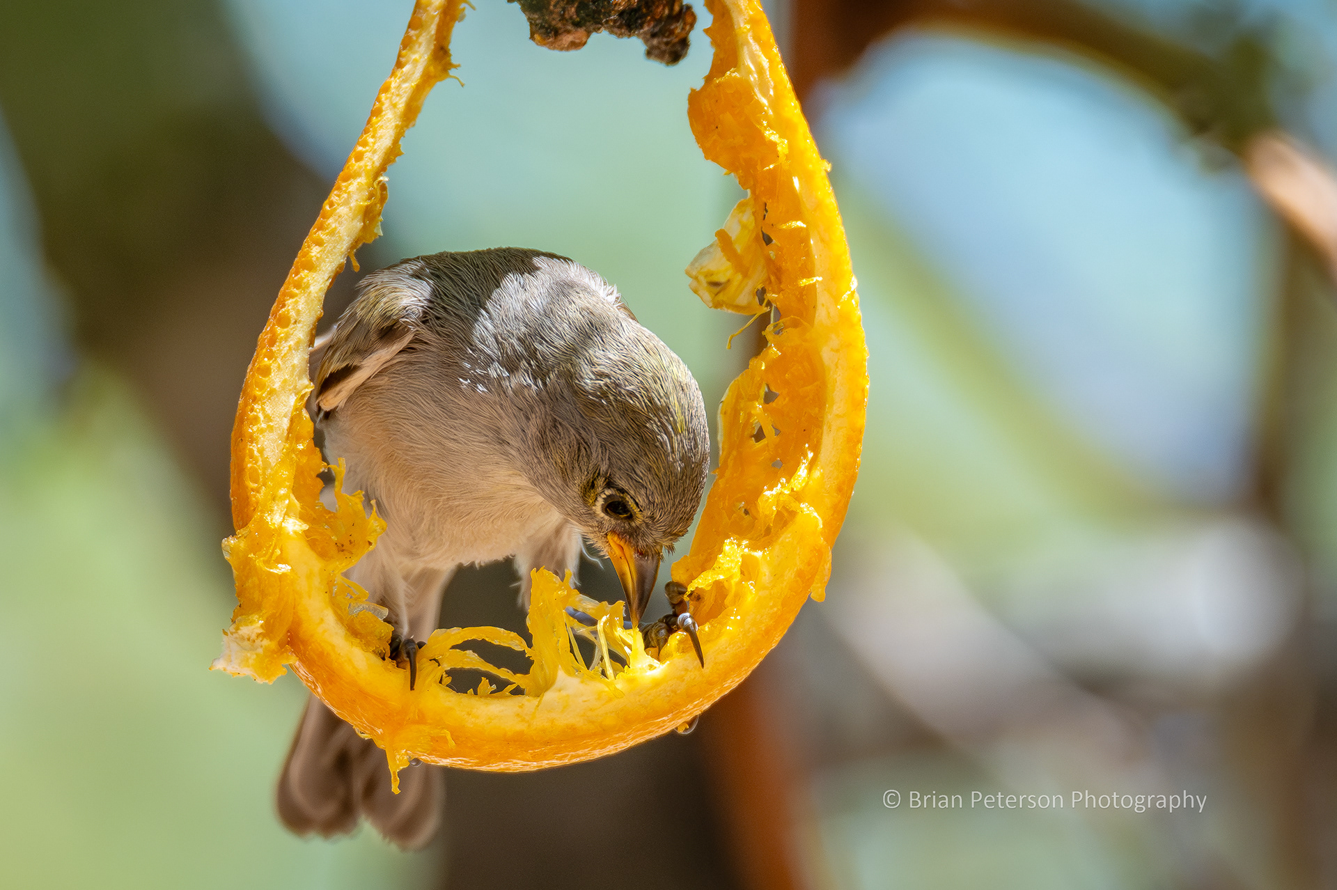Juvenile verdin eating up an orange slice.