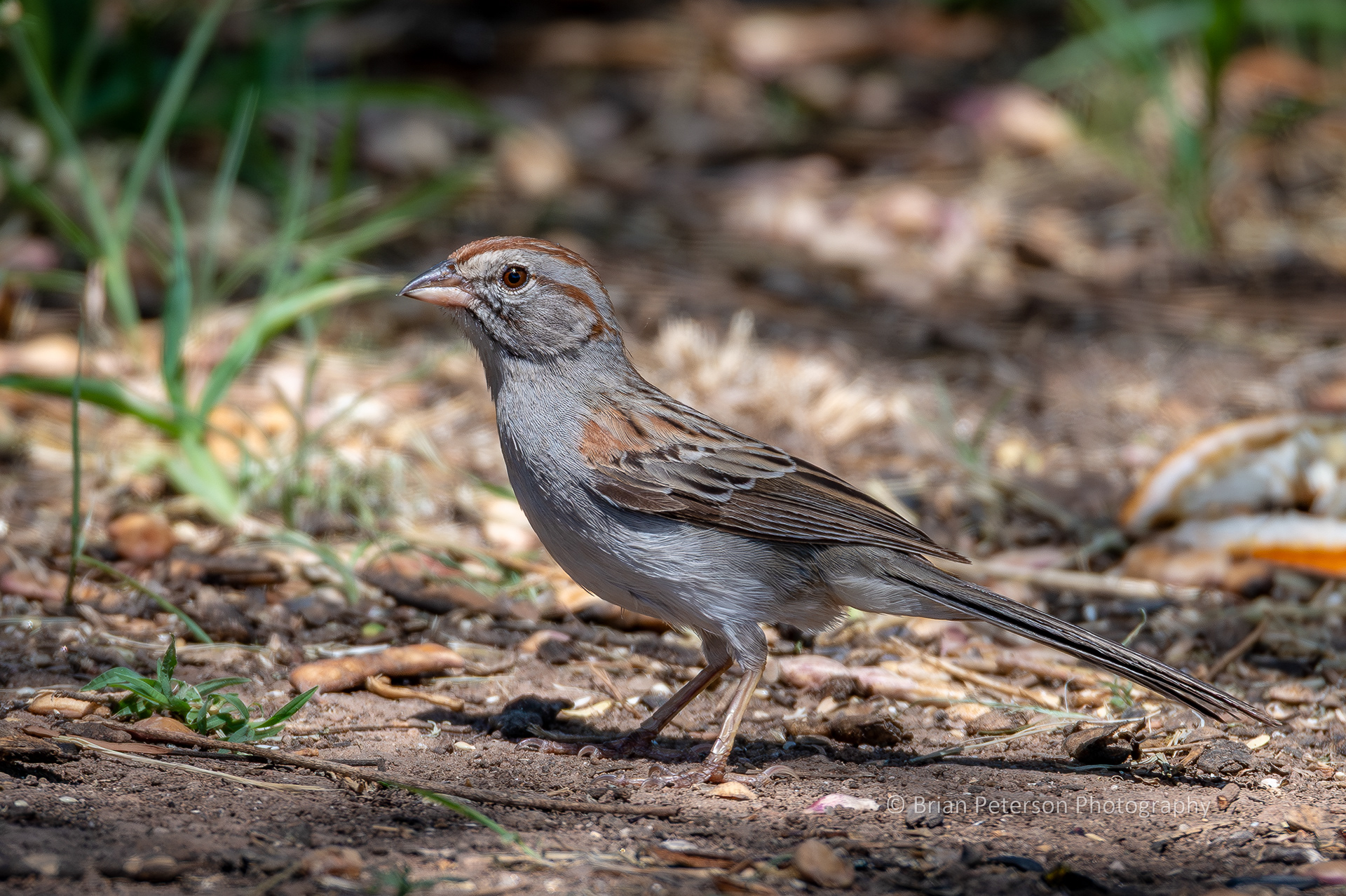 This is a rufous-winged sparrow. Note the color on the wing.