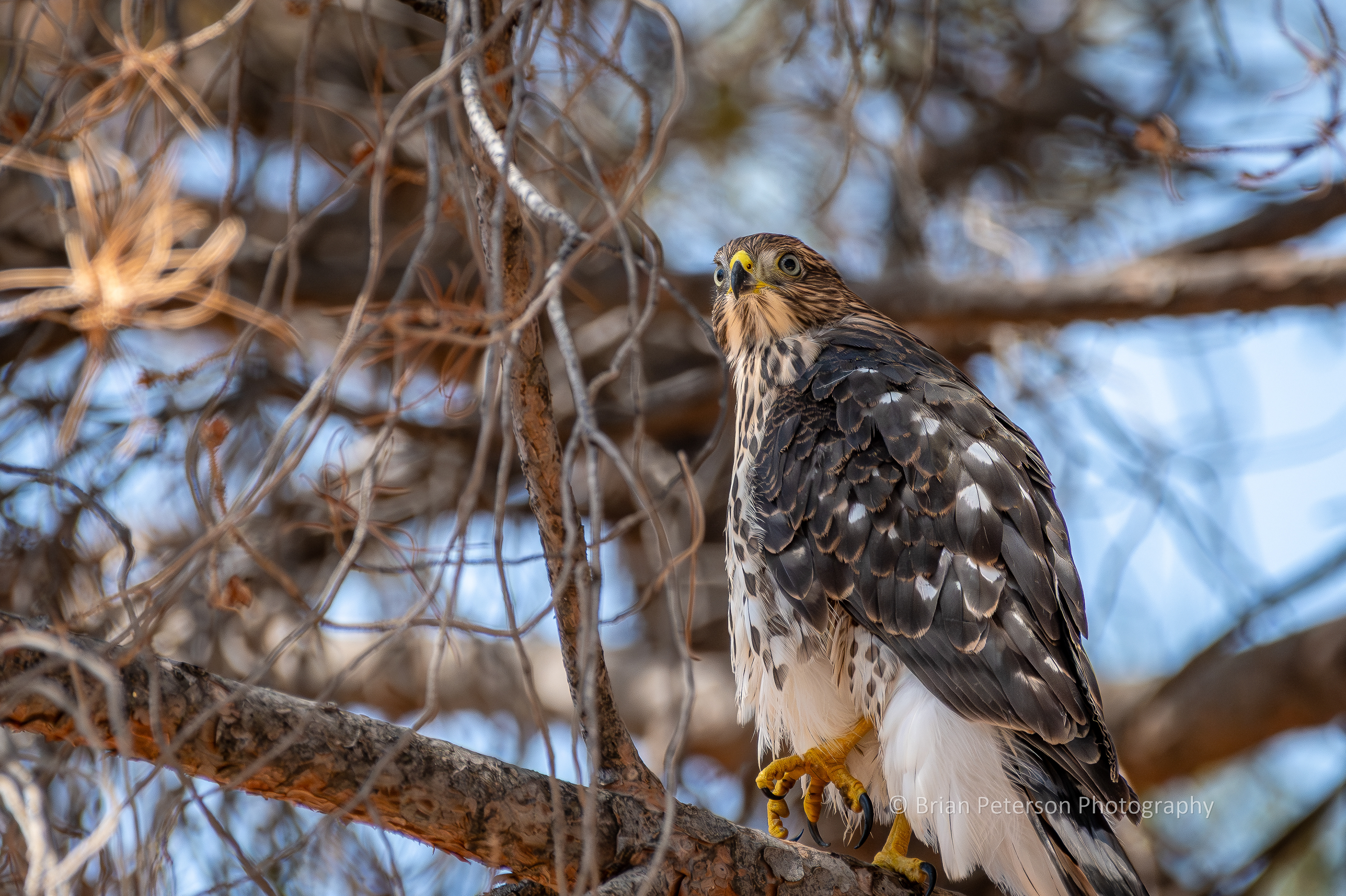 The next generation Cooper's hawk.