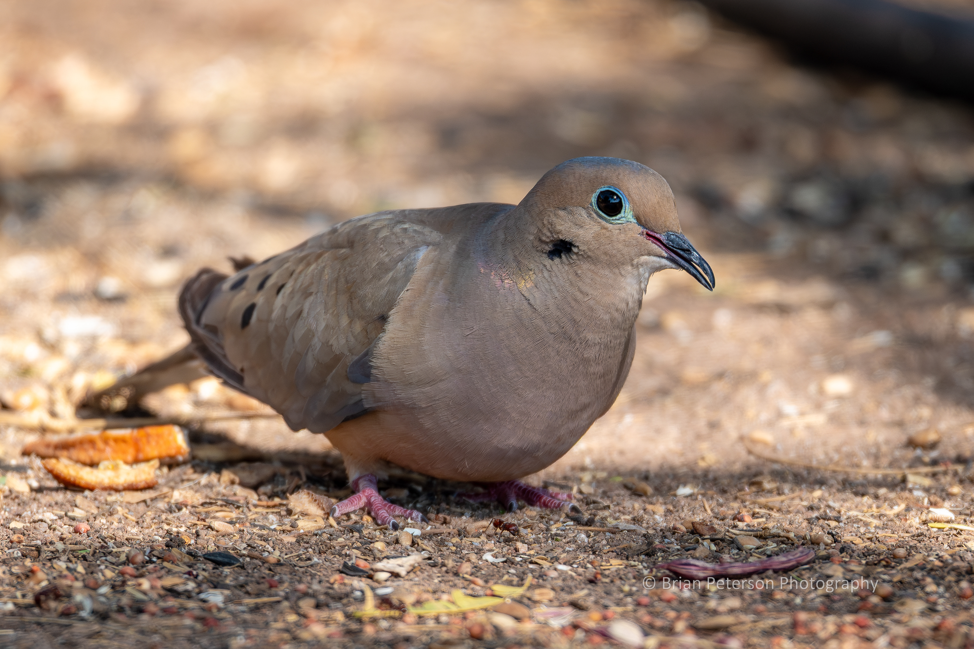 Mourning dove foraging in my backyard.