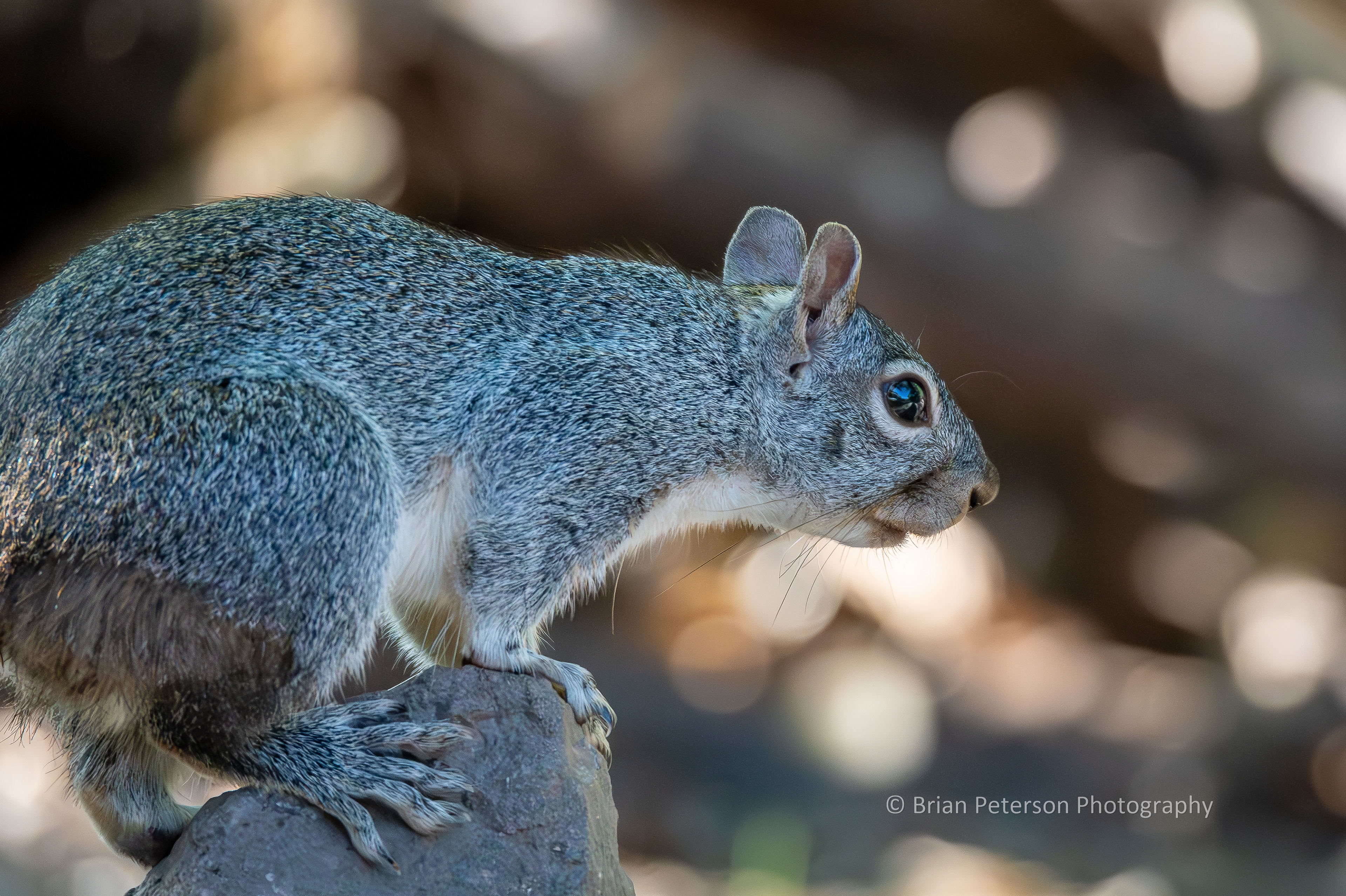 Arizona gray squirrel at the Paton Center for Squirrels (it's not a thing; I made it up).