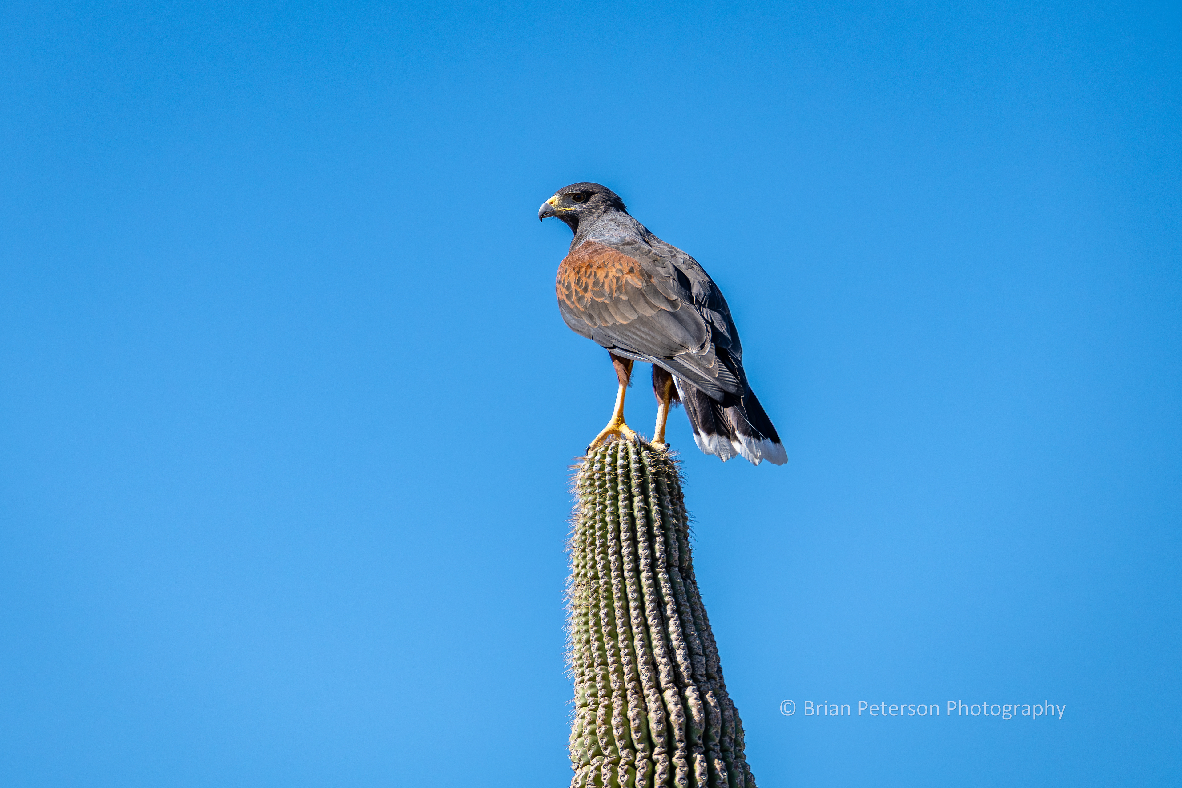 Harris hawk atop a saguaro.