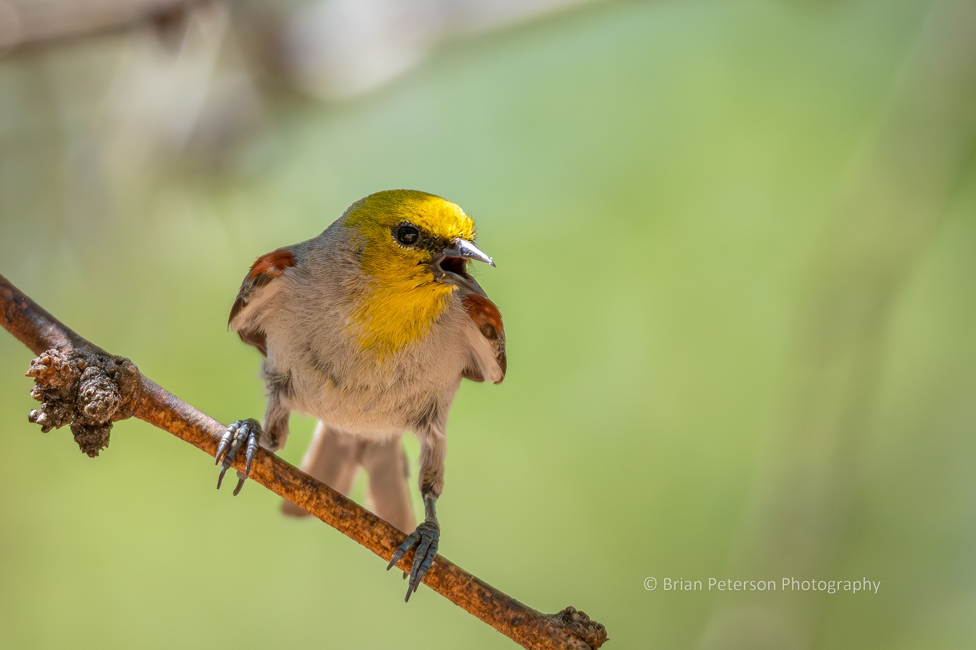Little verdin calling or panting. I don't quite remember.