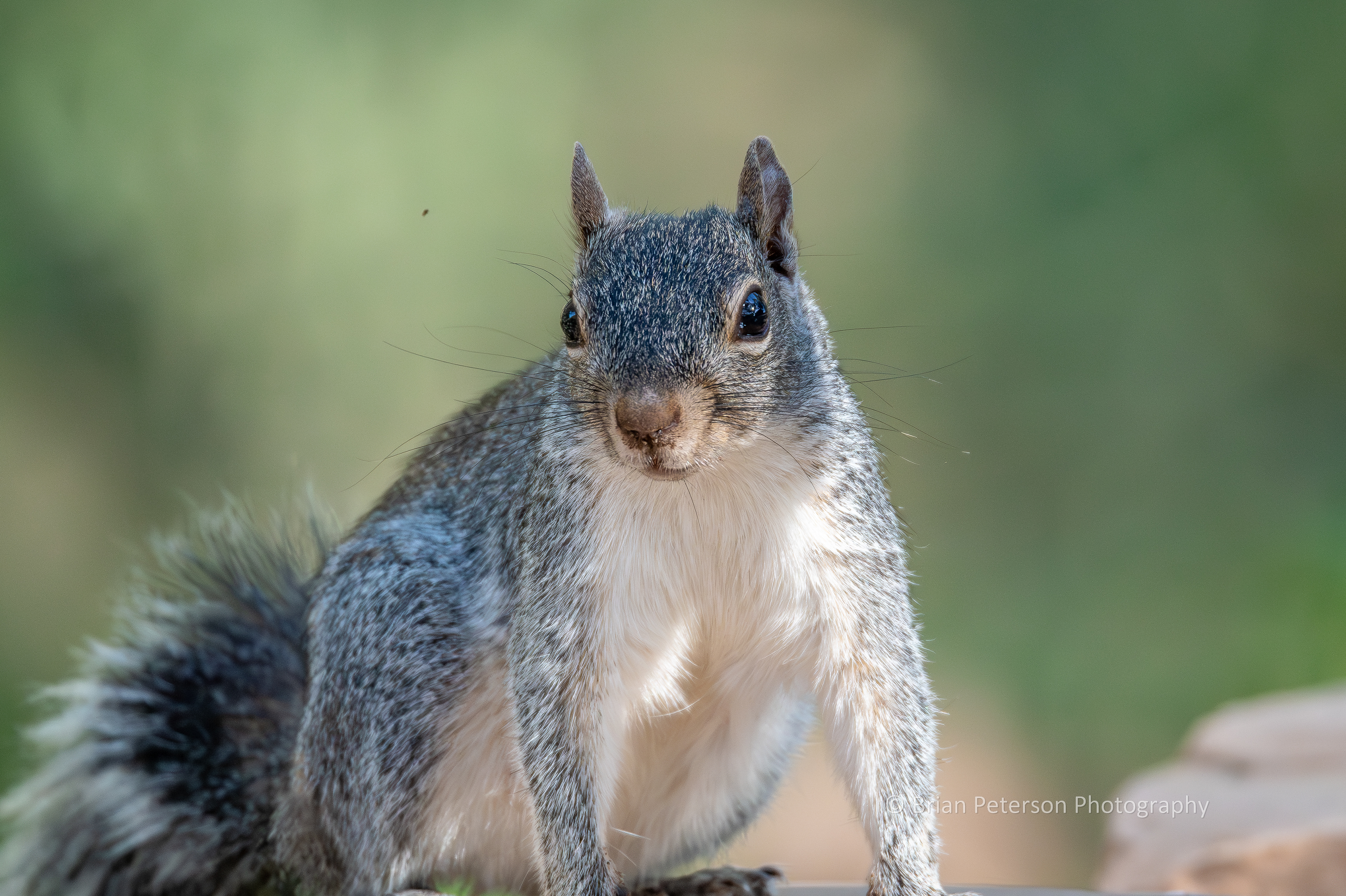 Arizona gray squirrel.