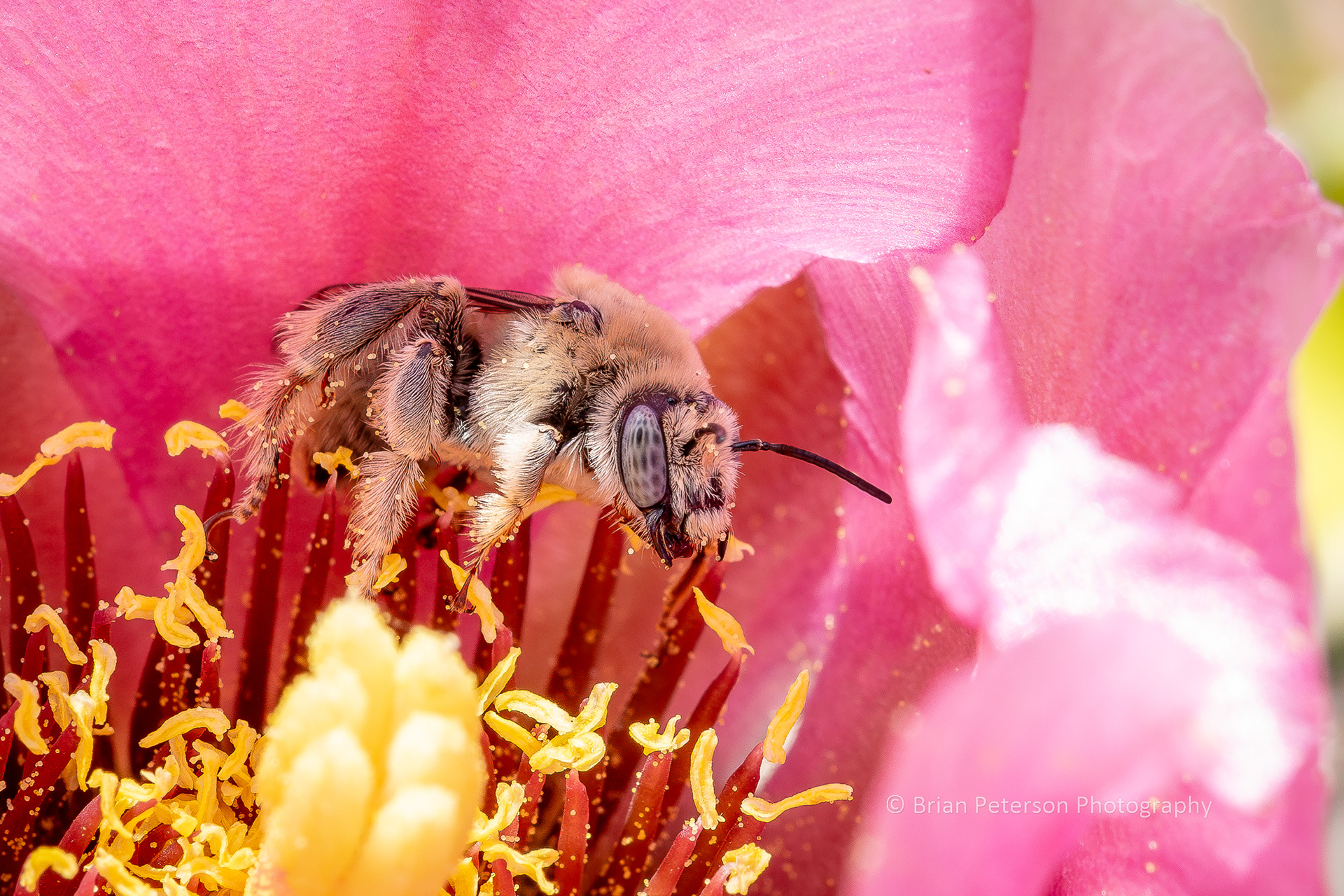Parosela long-horned bee inside a cholla cactus flower in my front yard.