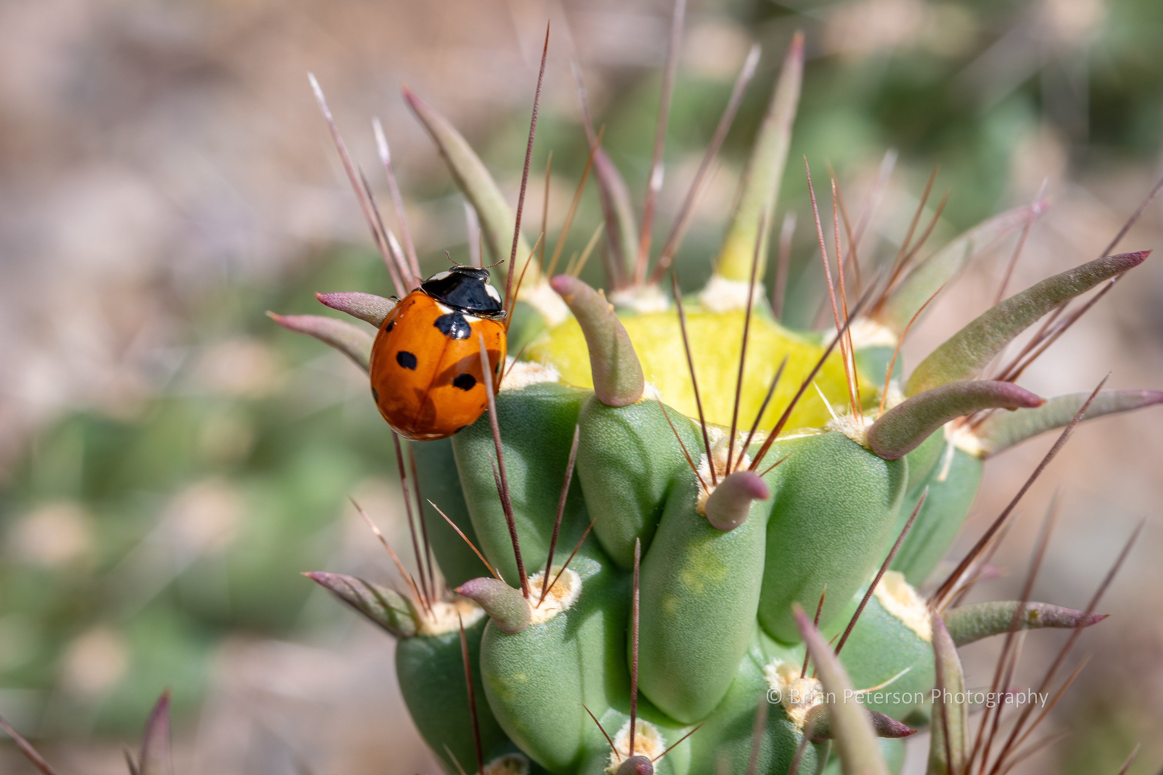 Ladybug crawling on a cholla.