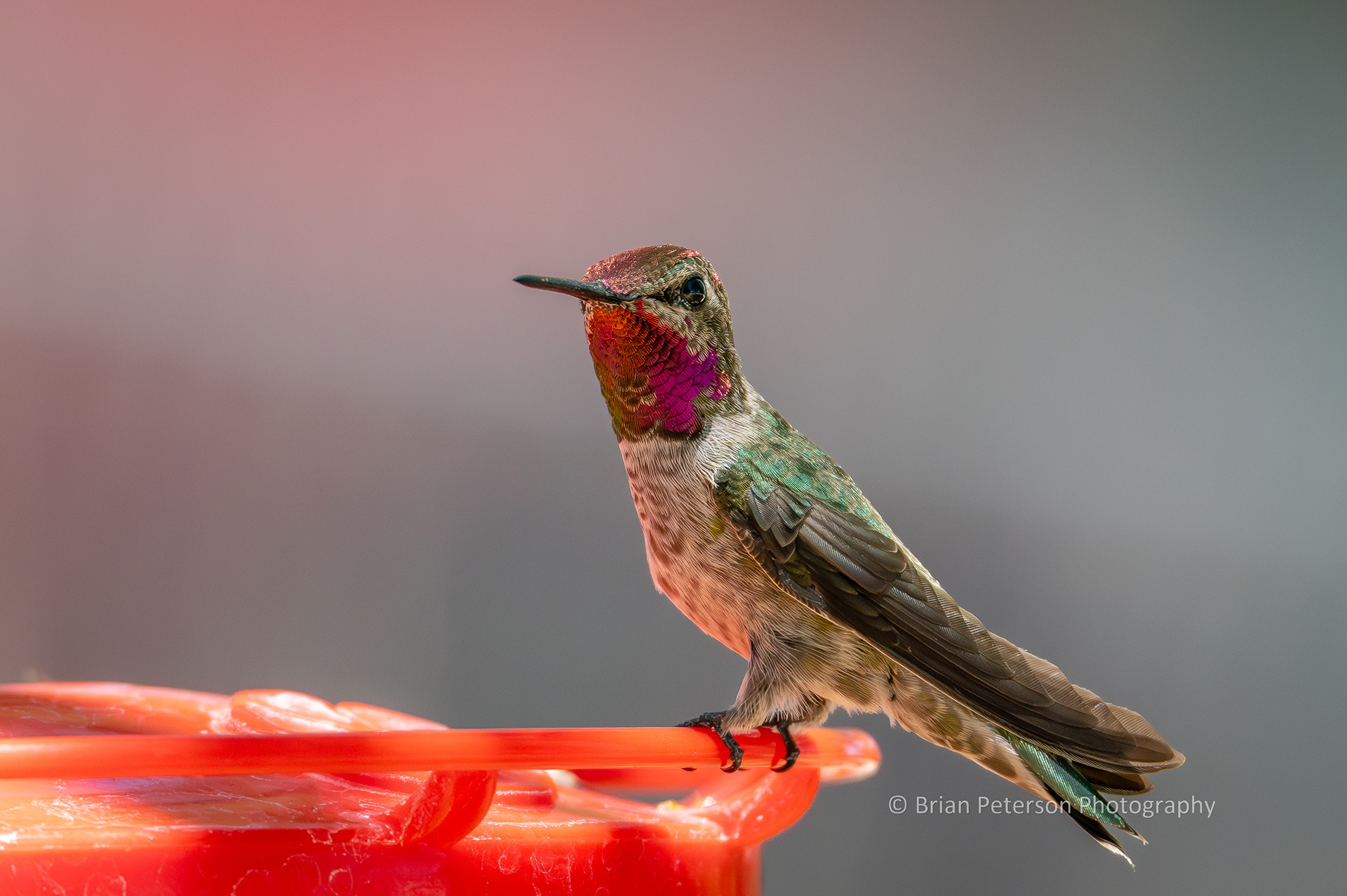 This view of a male Anna's hummingbird gives you a good look at all the iridescent colors in the gorget area. Be sure to magnify!