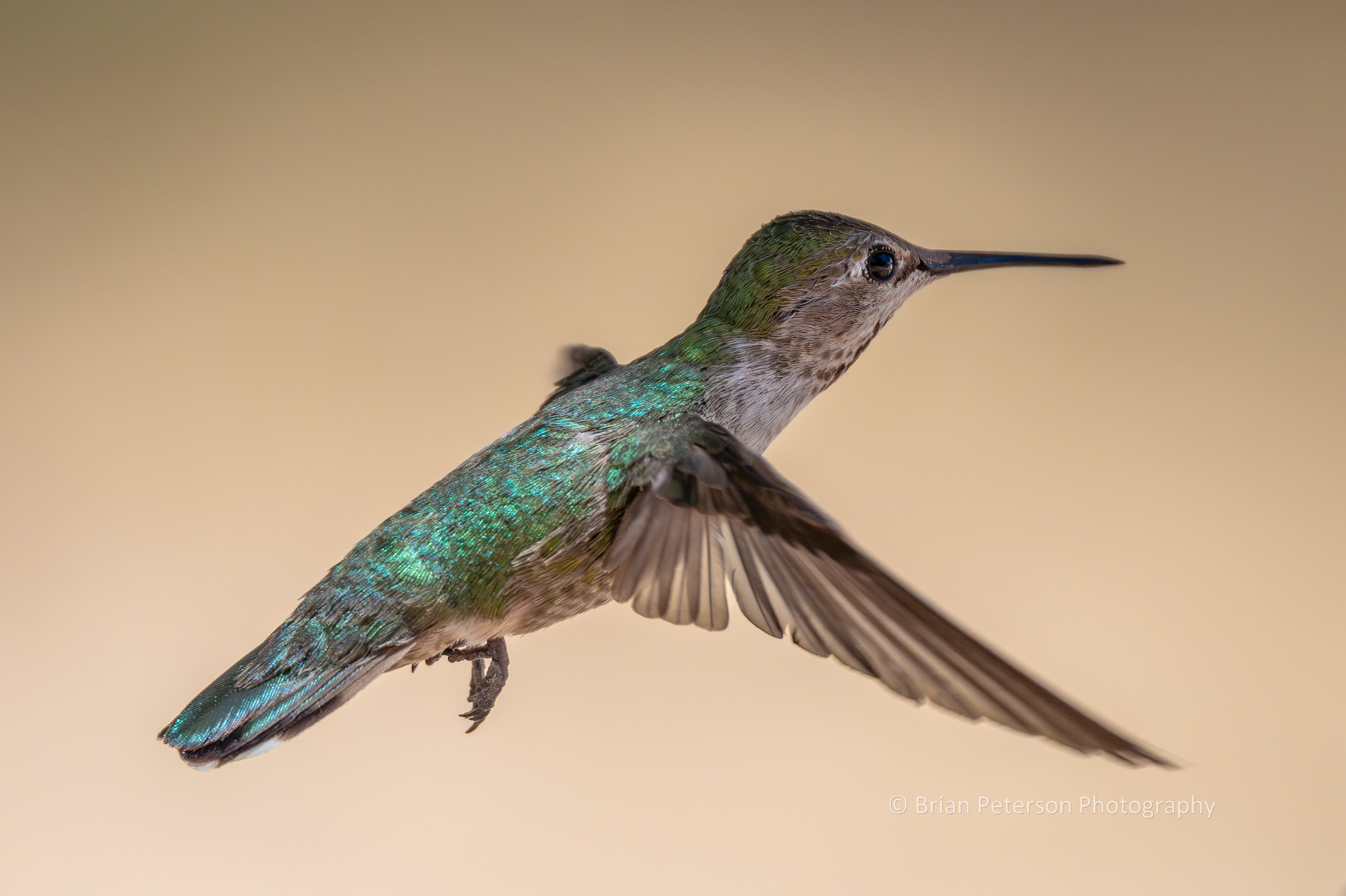 Female Anna's hummingbird flying in her natural environment.