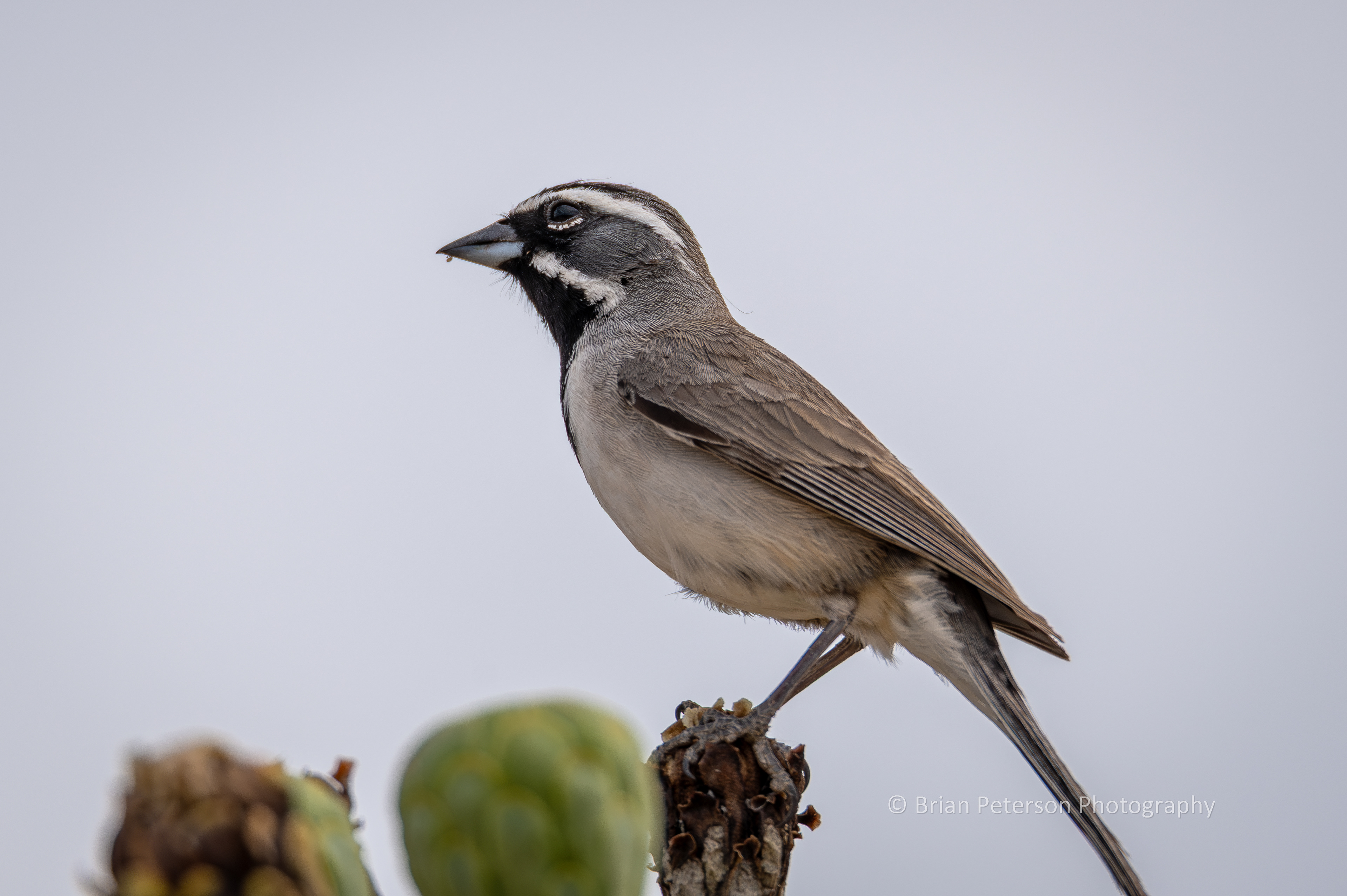 Black-throated sparrow atop a saguaro.
