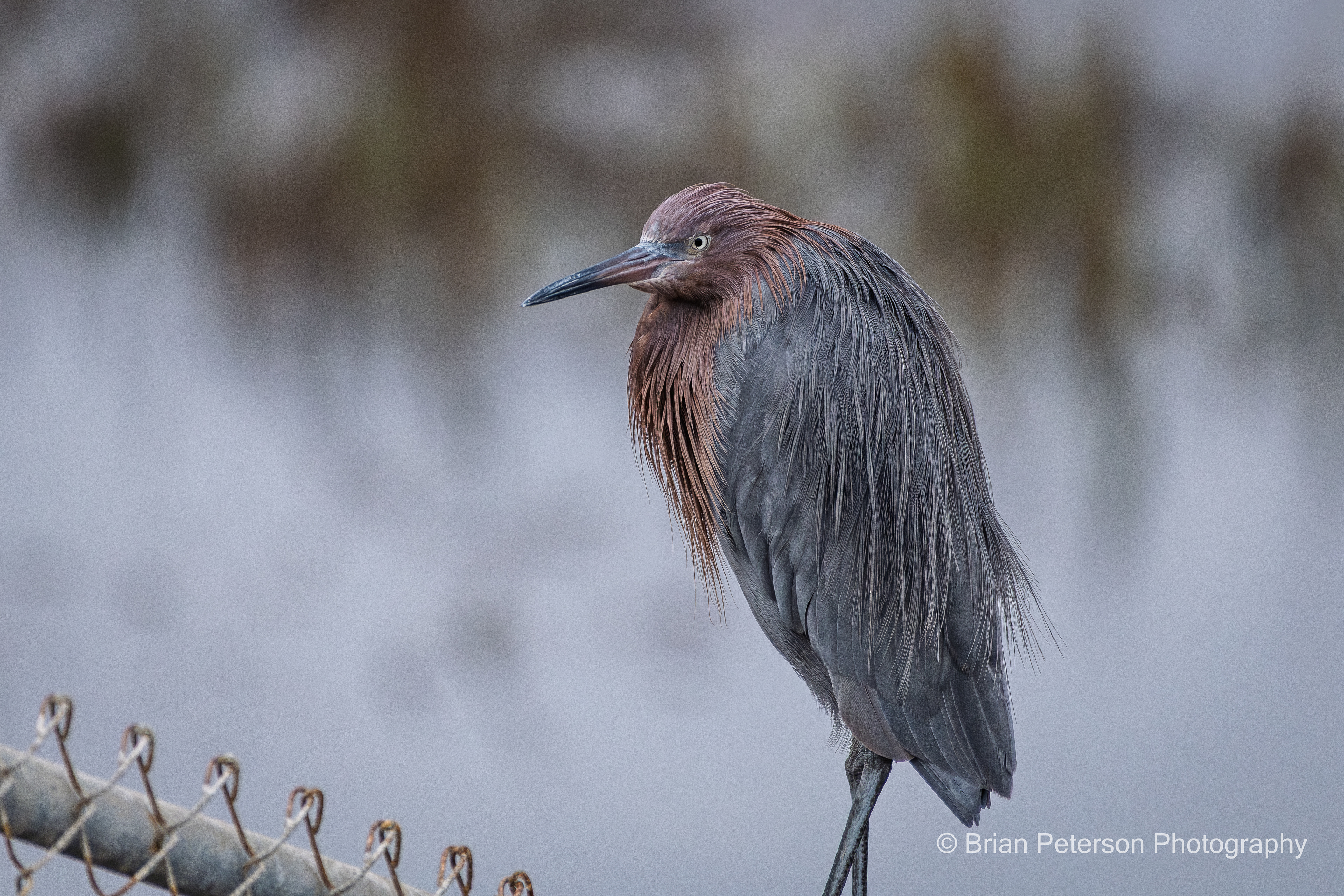 Reddish egret