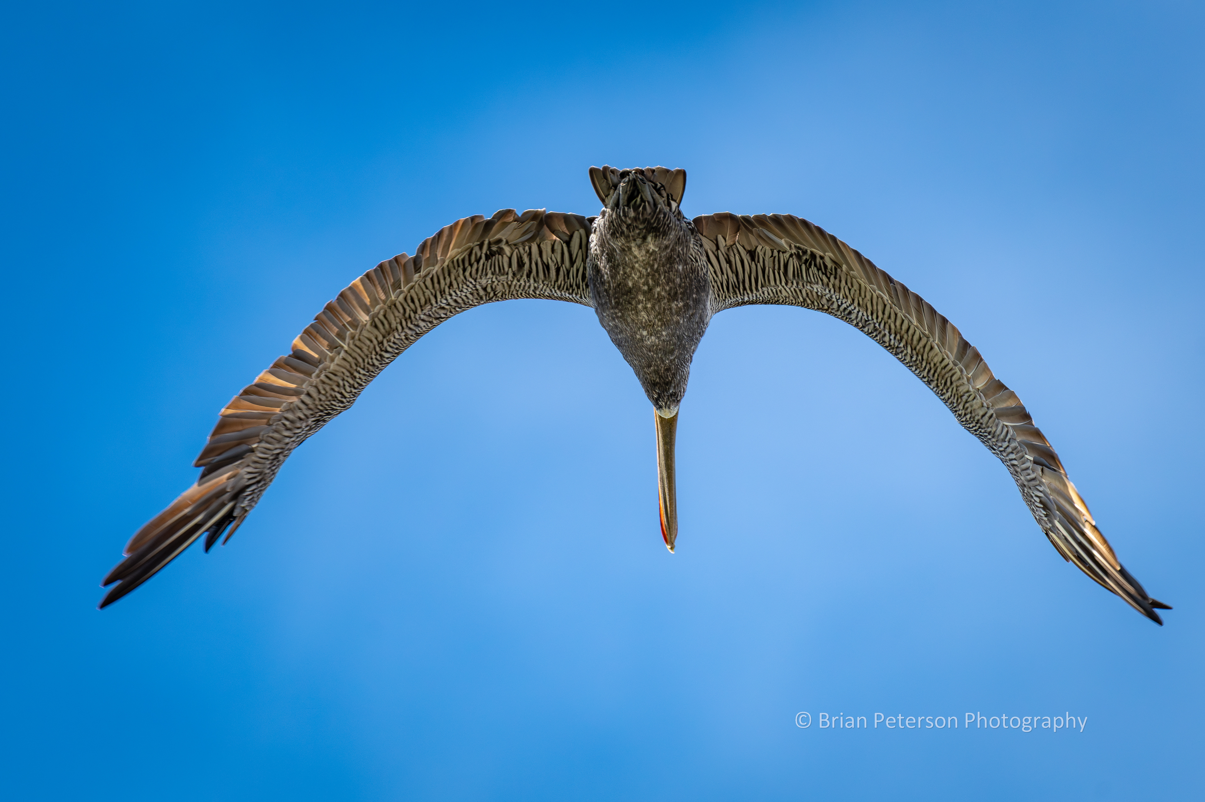 DSC_1414: Brown Pelican Flyover