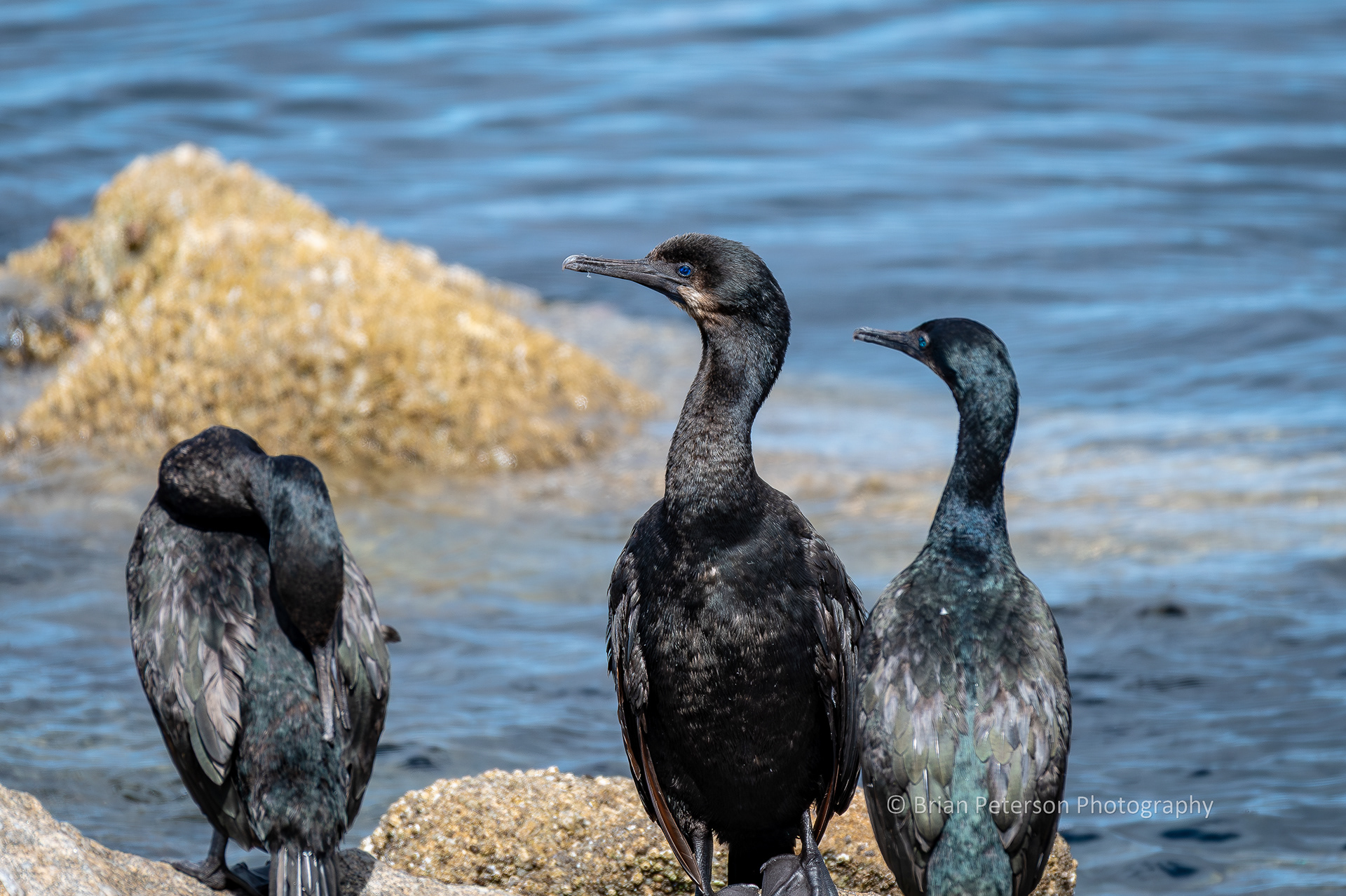 DSC_1511: Three Cormorants on Offshore Rocks. Check out the gem-like blue eyes.